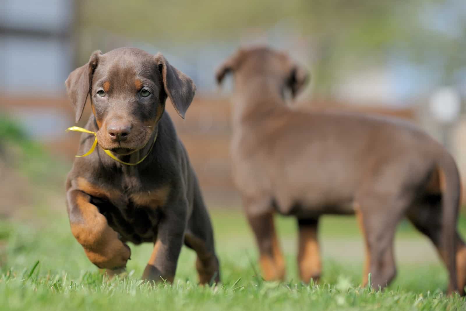 doberman puppies on the grass