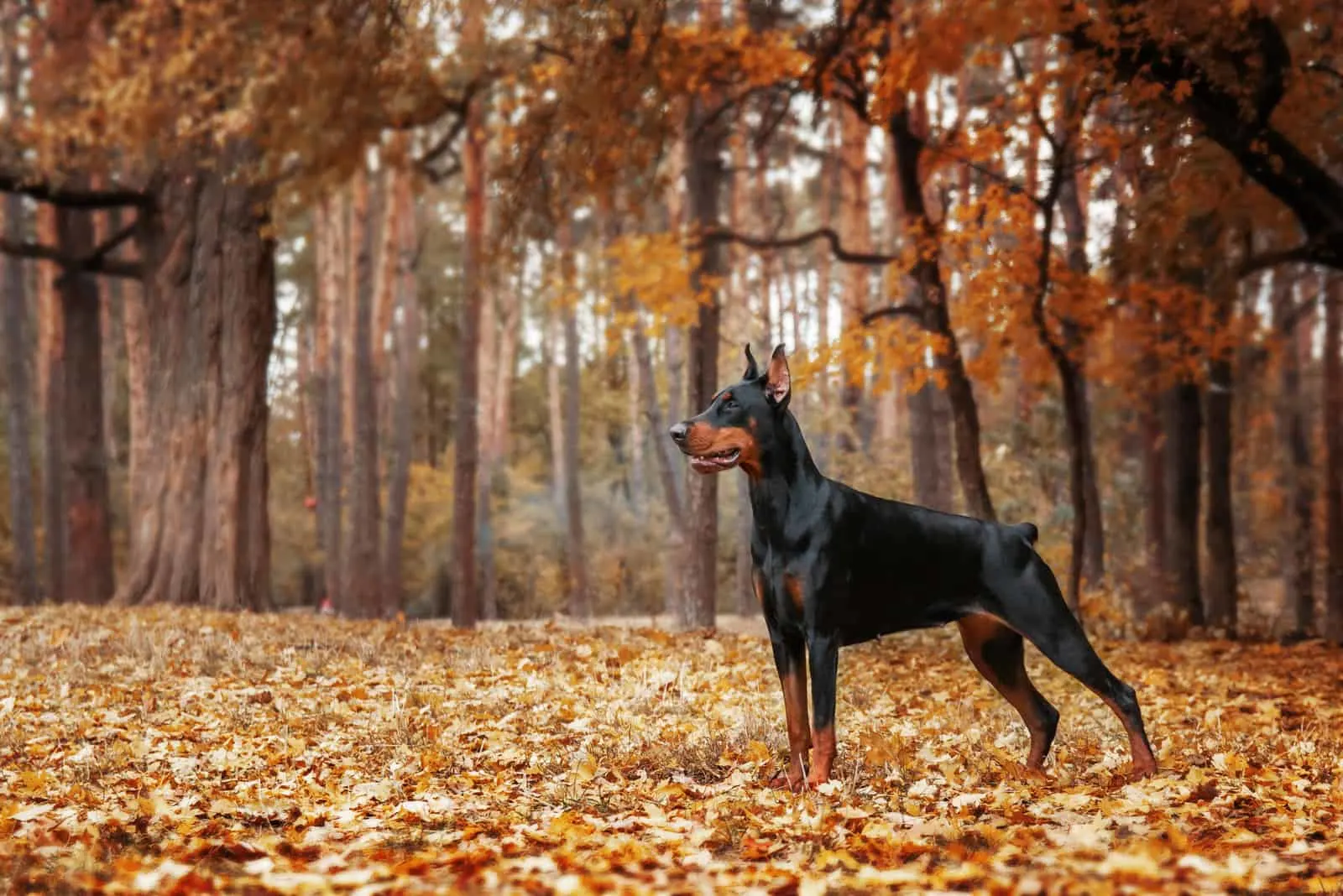 doberman standing on autumn leaves