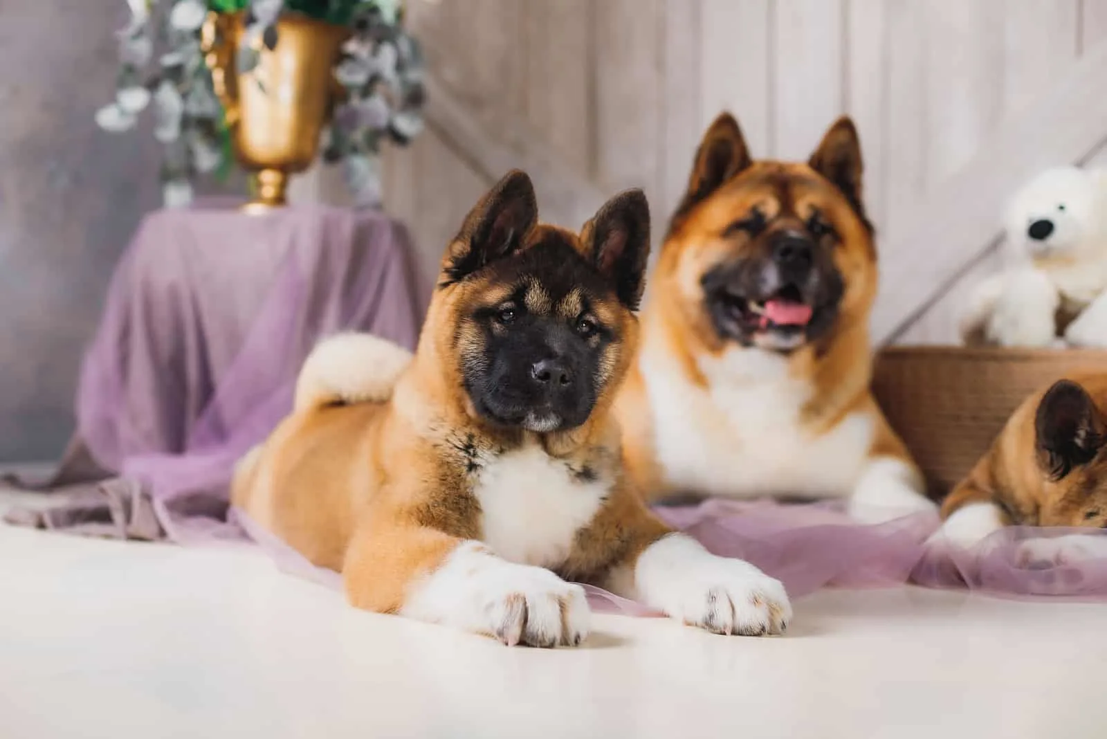 dog american akita in a rustic style