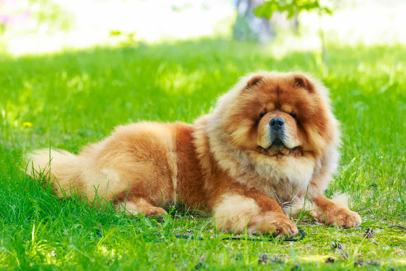dog breed chow chow in park on green grass