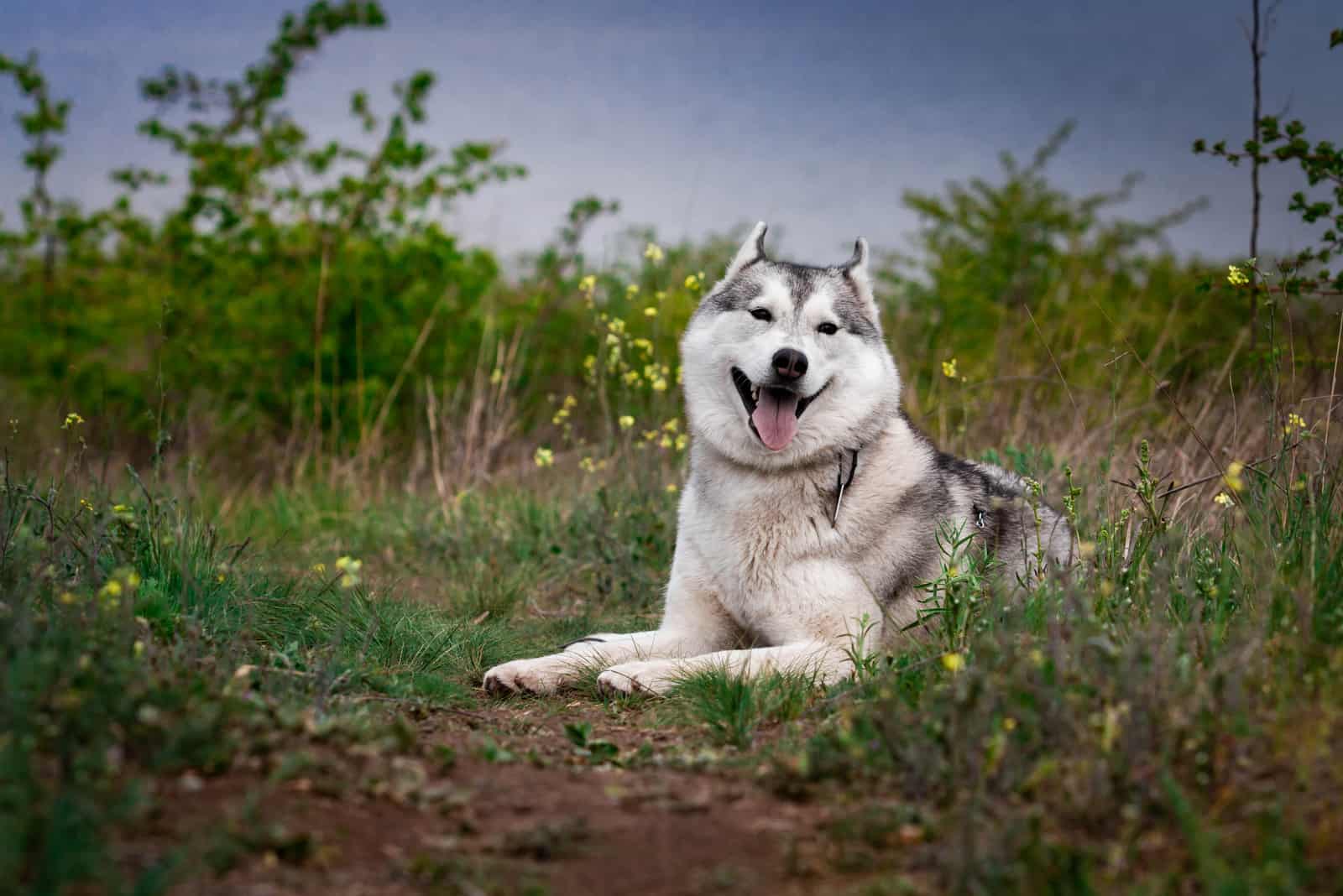 dog is lying on the grass