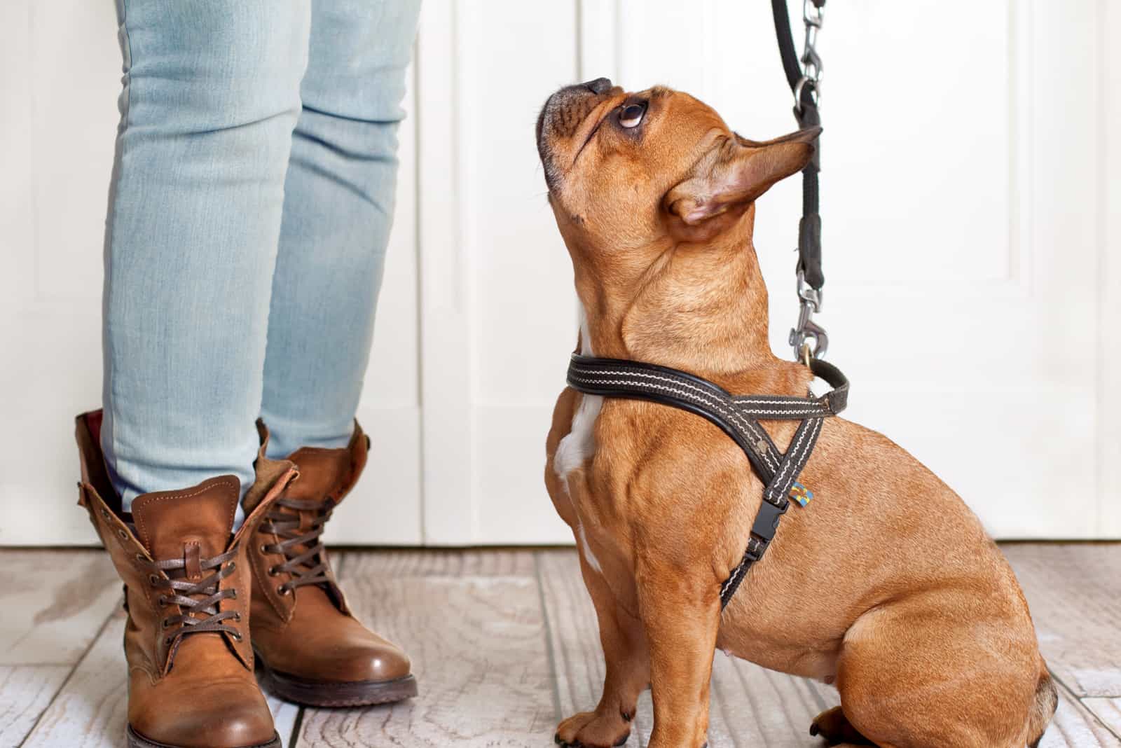 dog looking up to owner waiting to go walkies