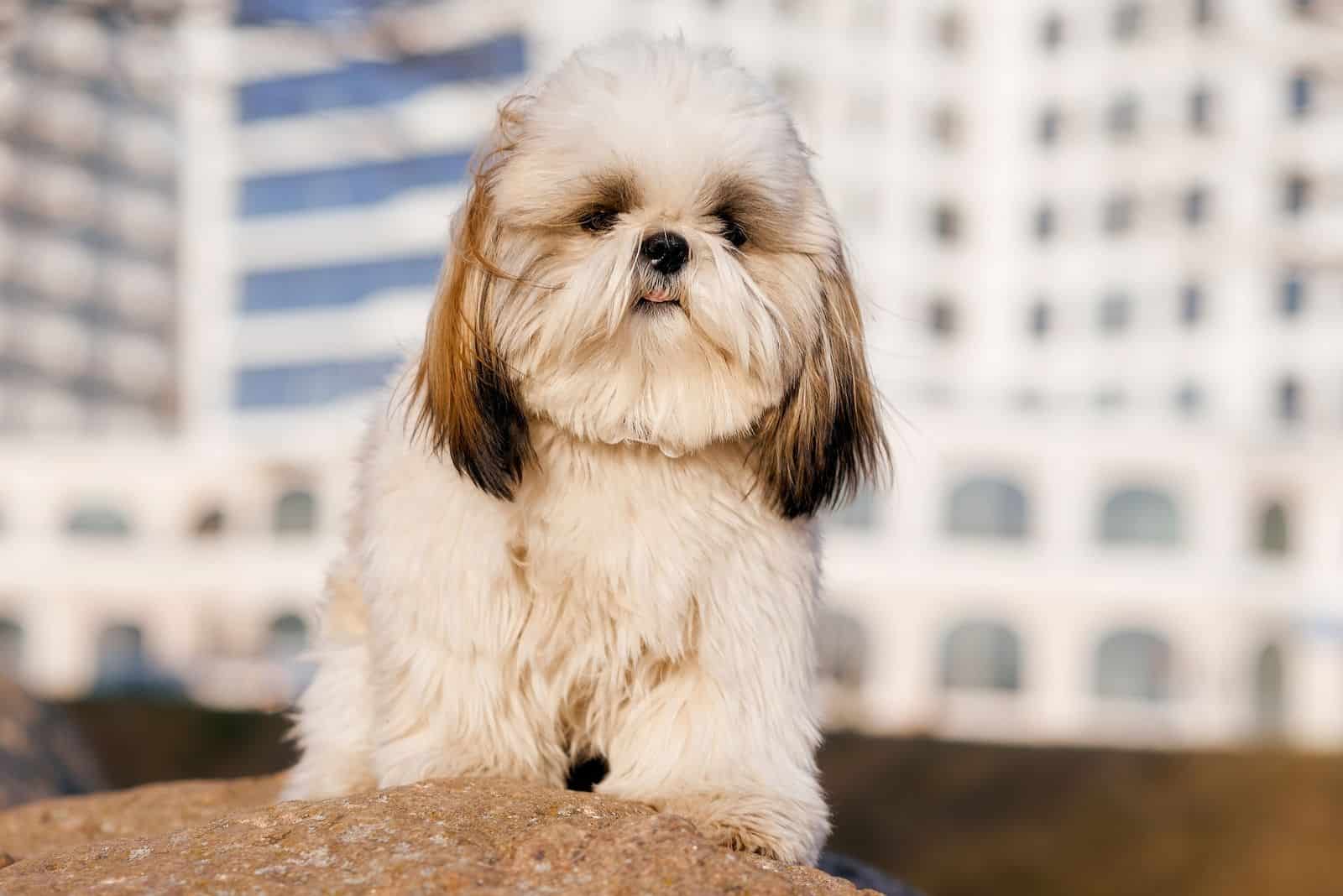 dog sitting in front of a building on stone