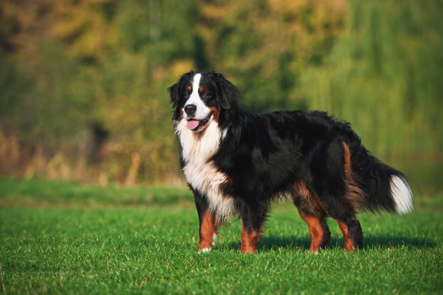 Male Vs. Female Bernese Mountain Dog: Which One Should You Get?
