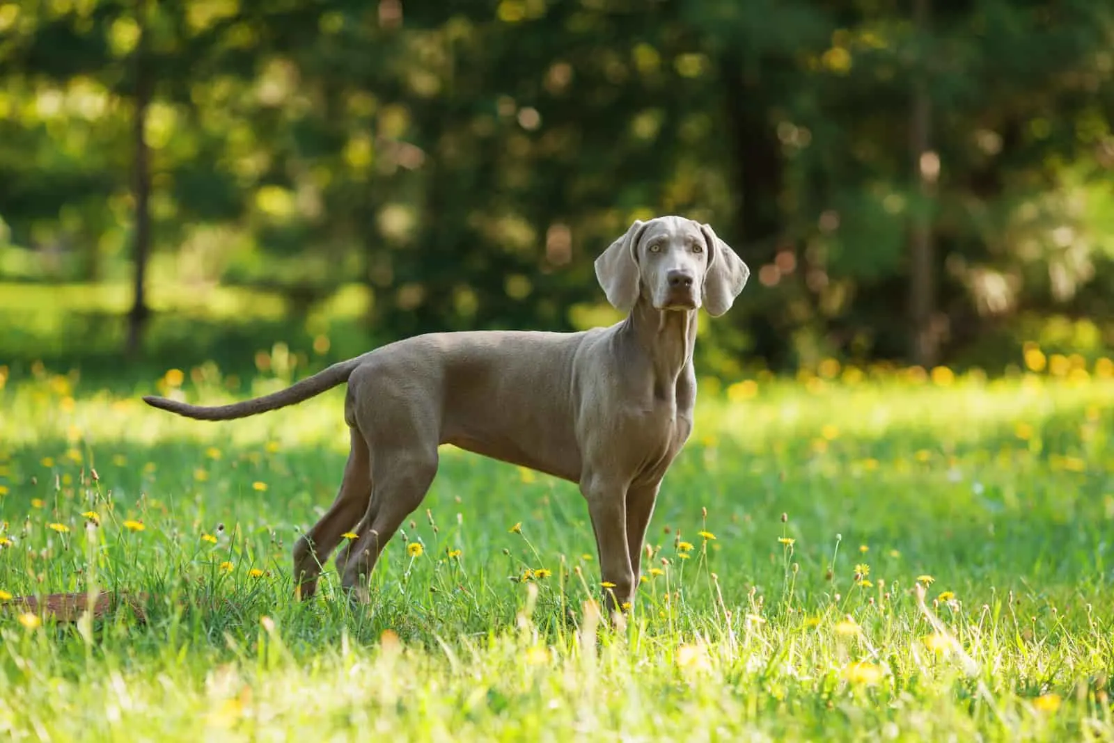 dog with gray coat standing outdoors on green grass