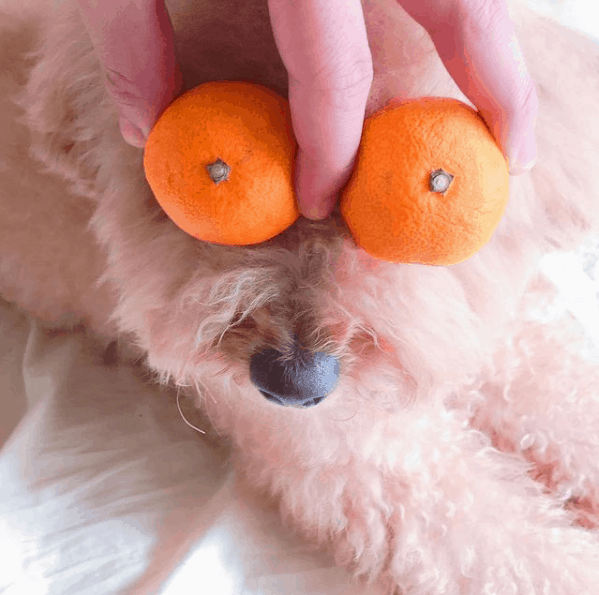dog with oranges on eyes