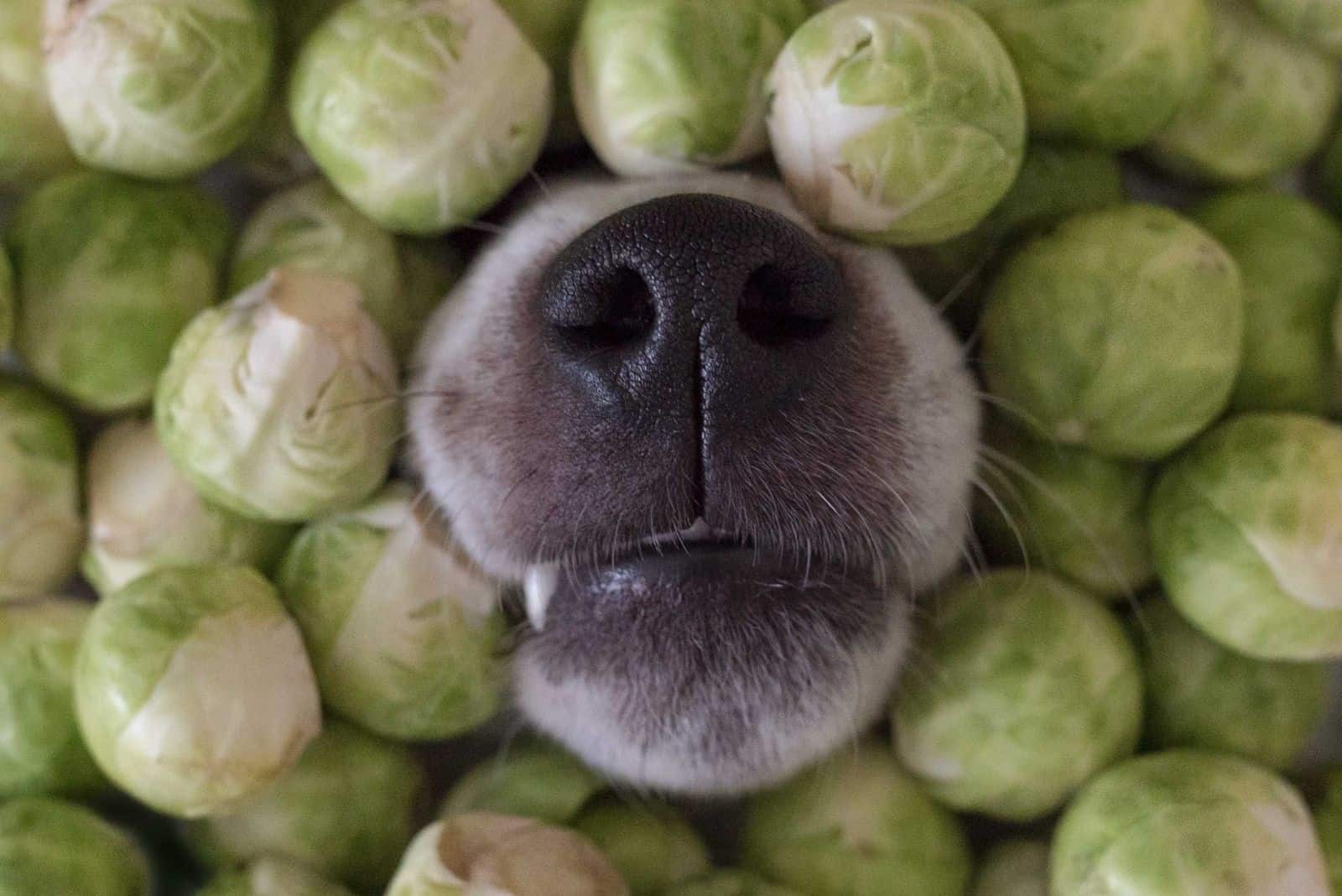 dog's nose poking out of the brussel sprouts