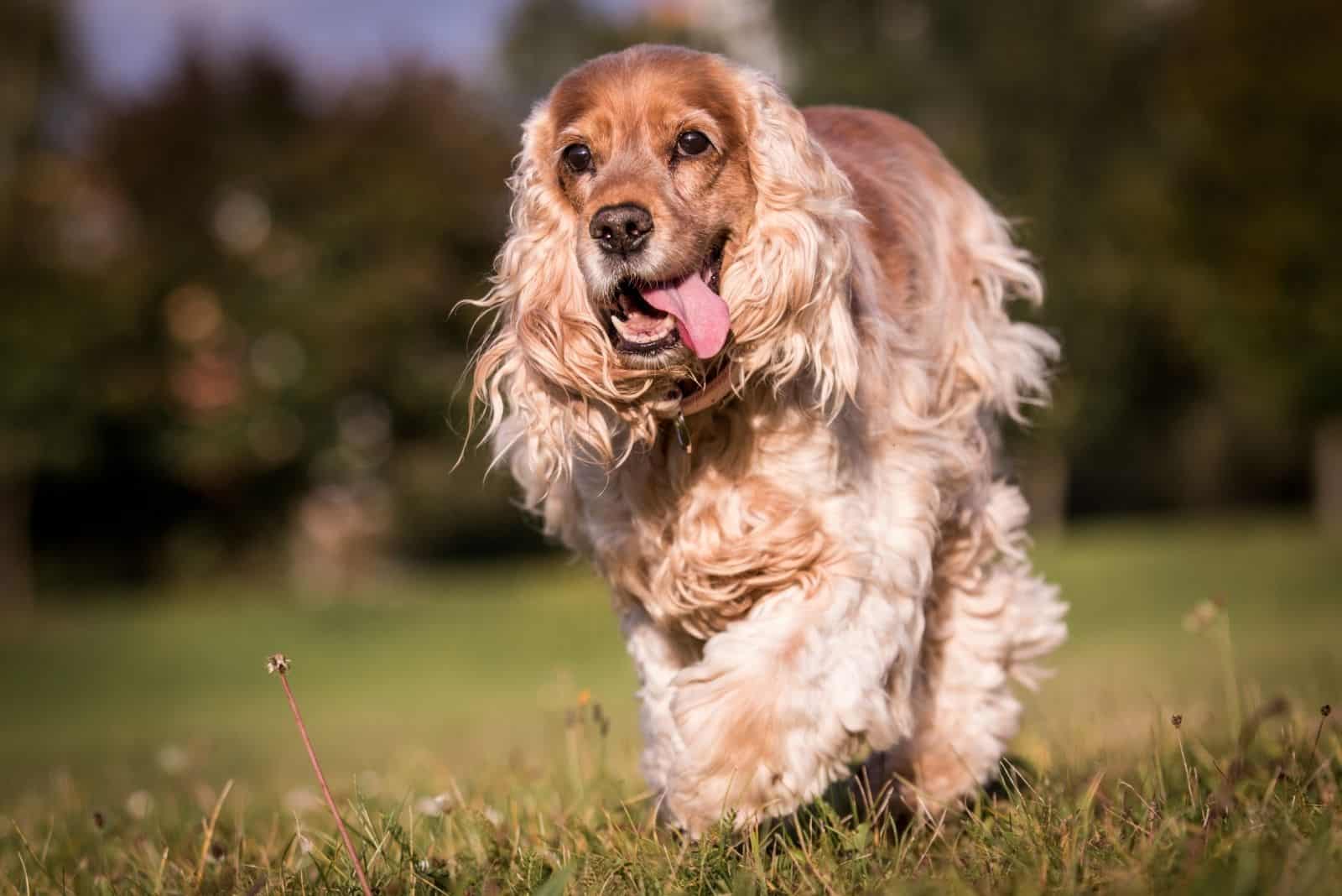english cocker spaniel running and playing in the field