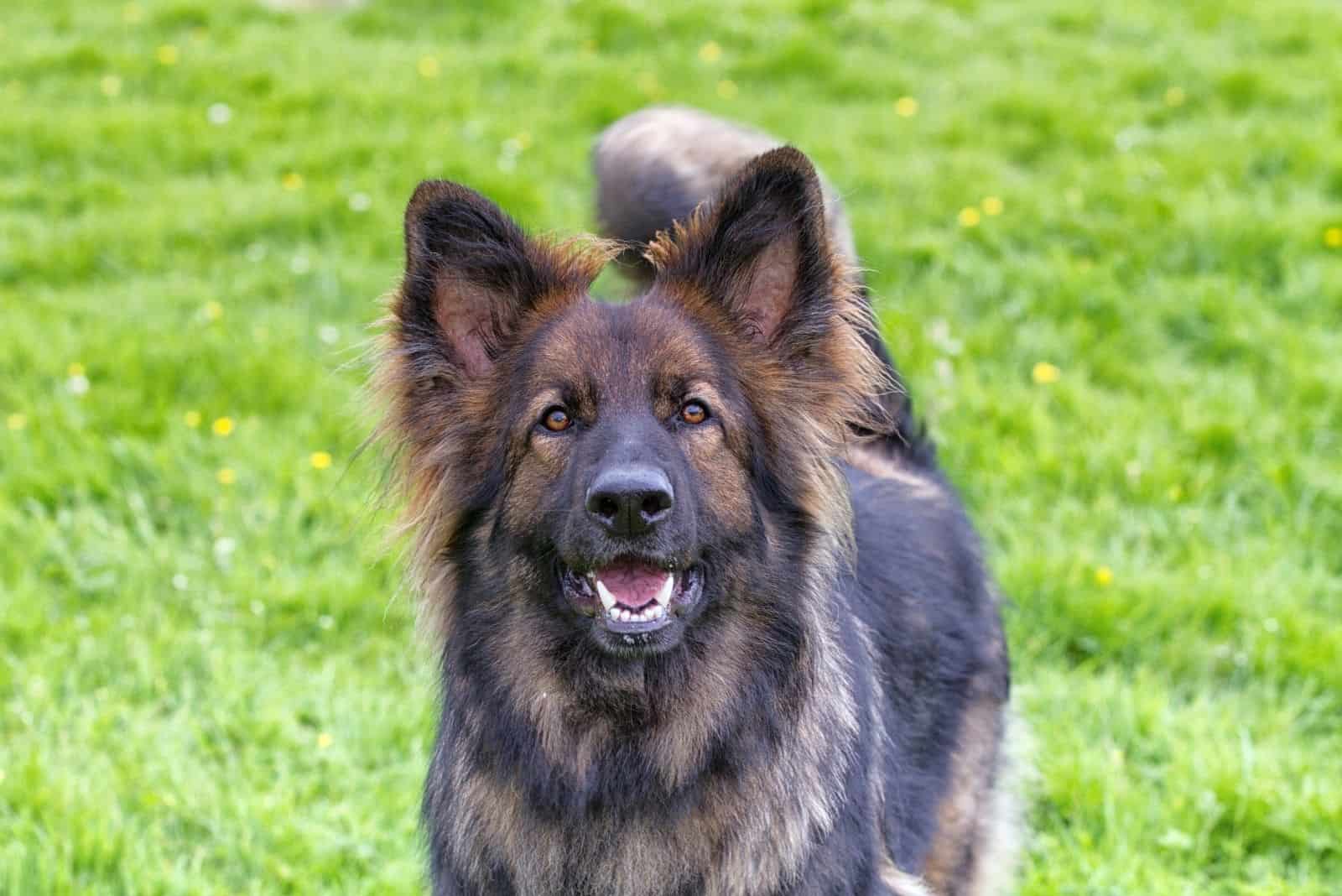 excited german shepherd barking and looking at the camera