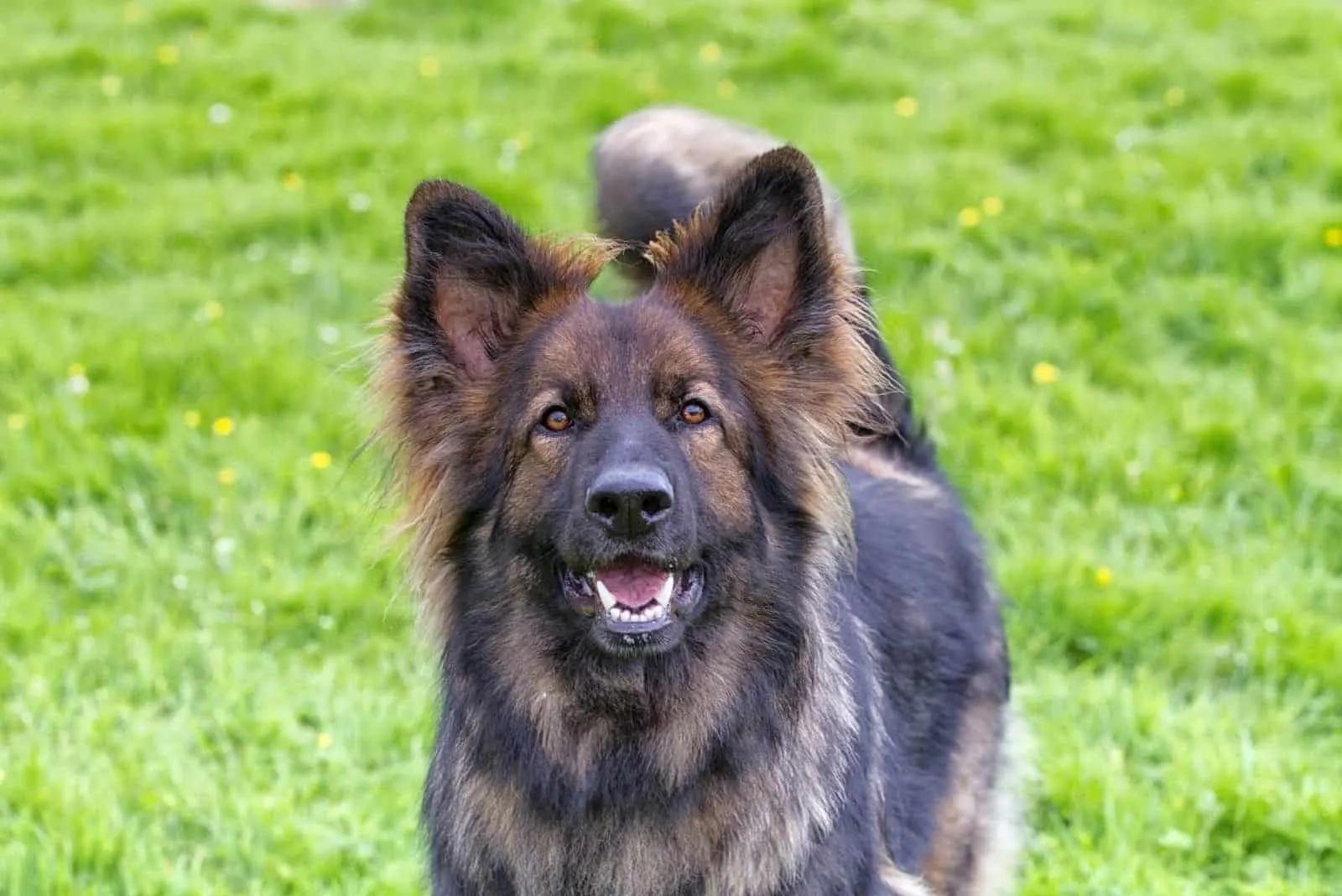 excited german shepherd barking and looking at the camera
