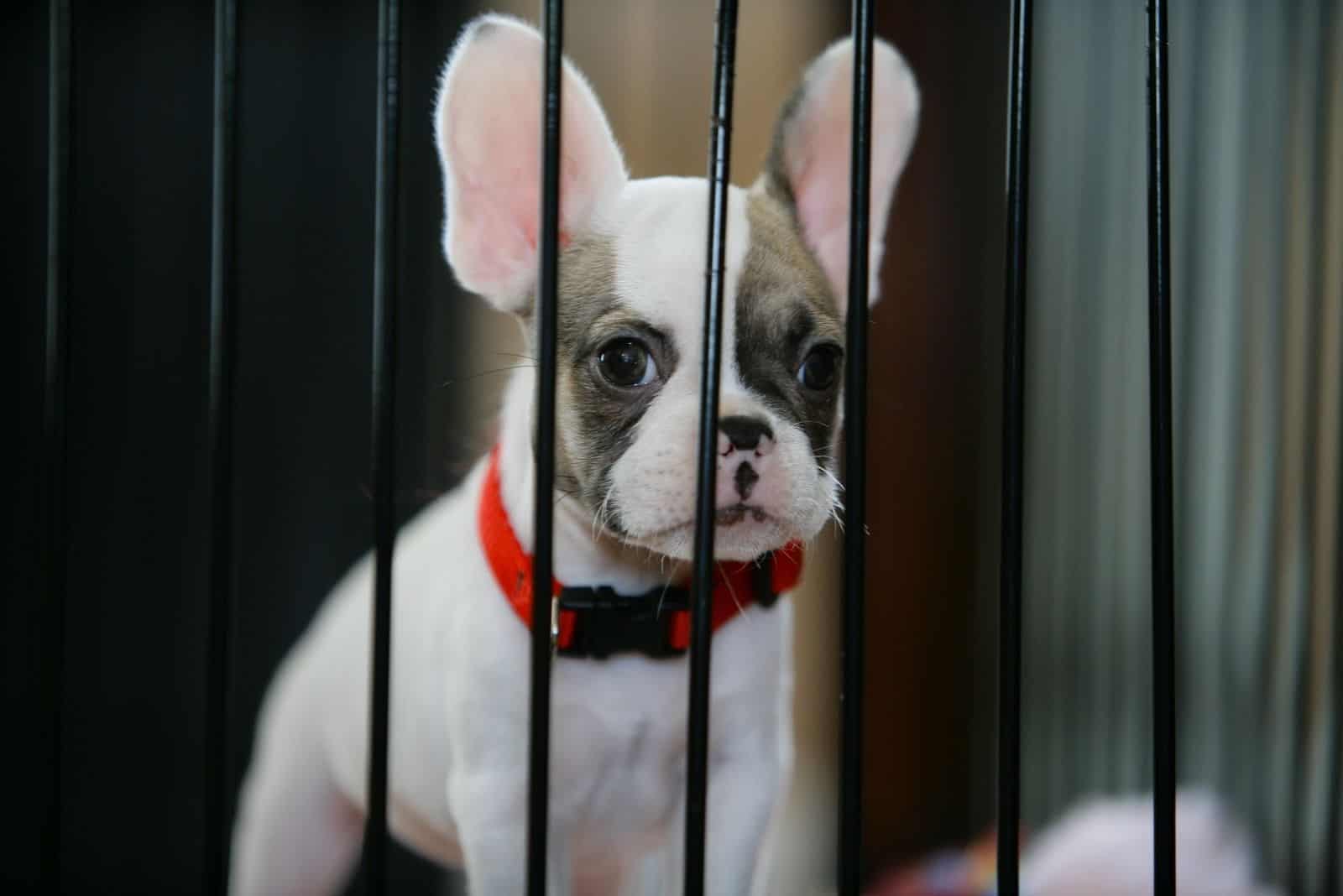 fawn pied french bulldog inside a crate