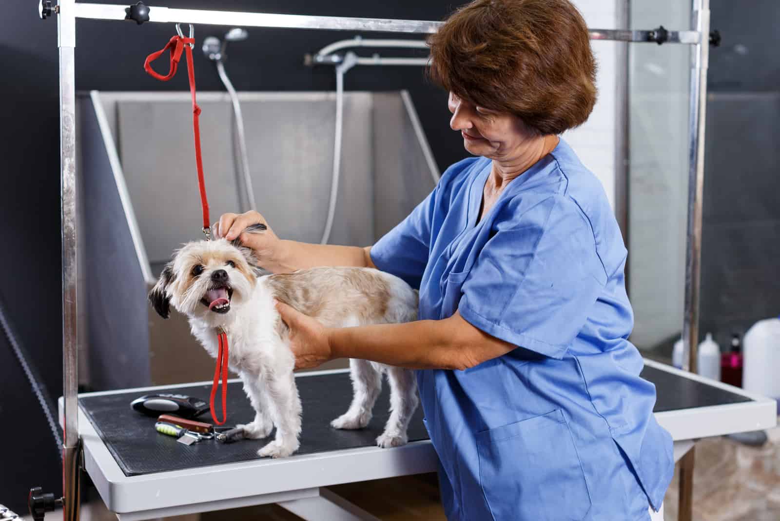 female groomer with havanese puppy at grooming salon