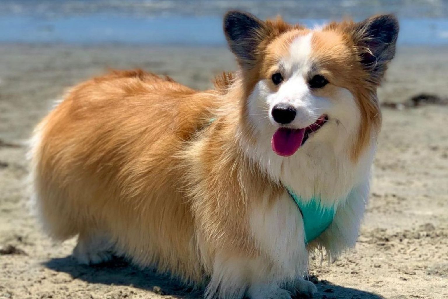Fluffy All We Know About The LongHaired