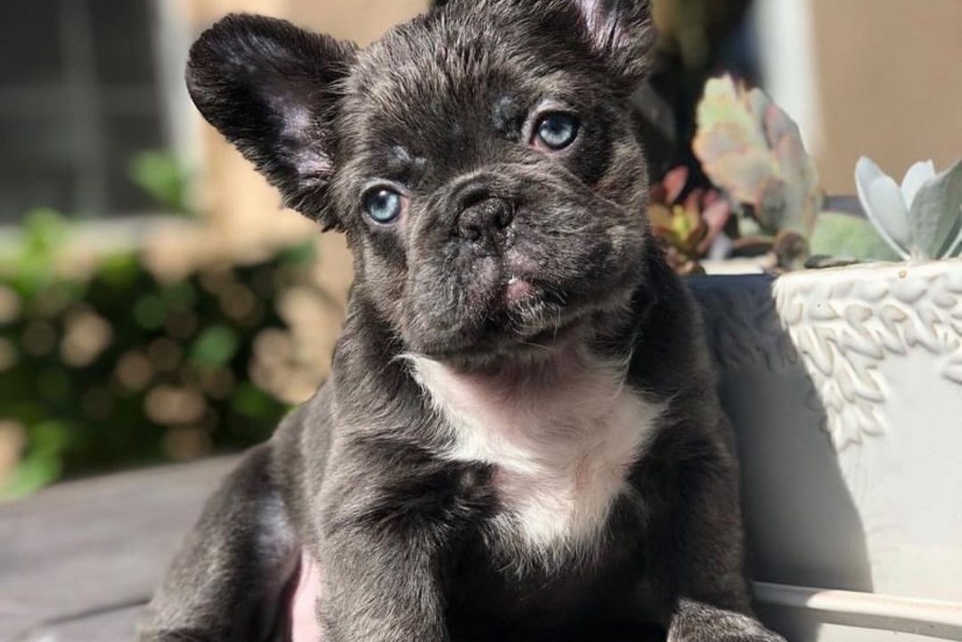 Great Platinum Fluffy French Bulldog of the decade Check it out now 