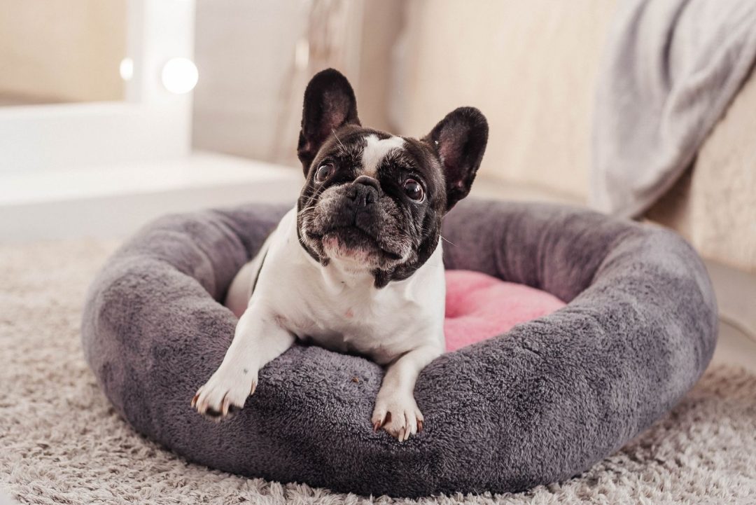 French Bulldog Potty Training How To Potty Train Like A Pro