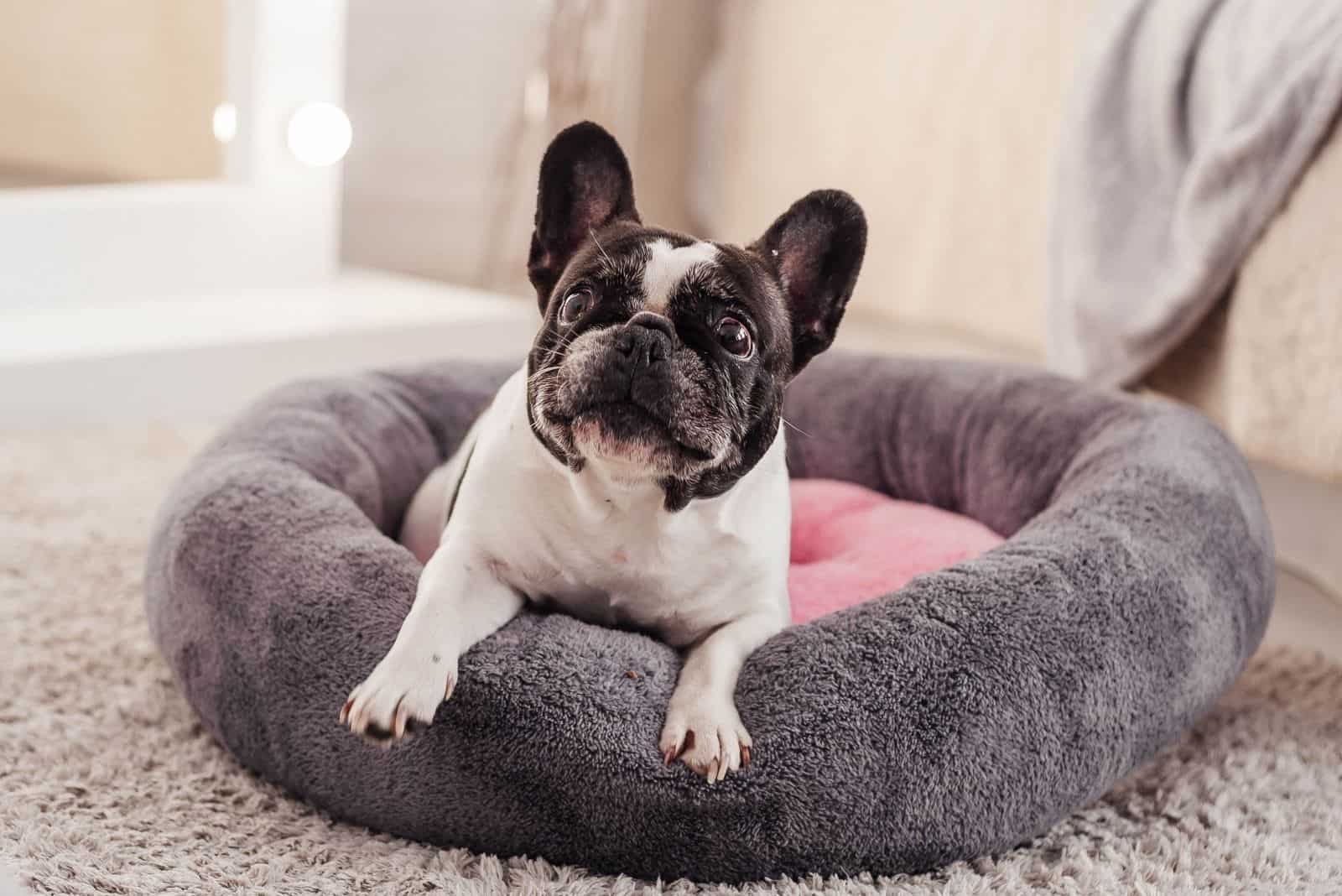 french bulldog at home lying down on its bed