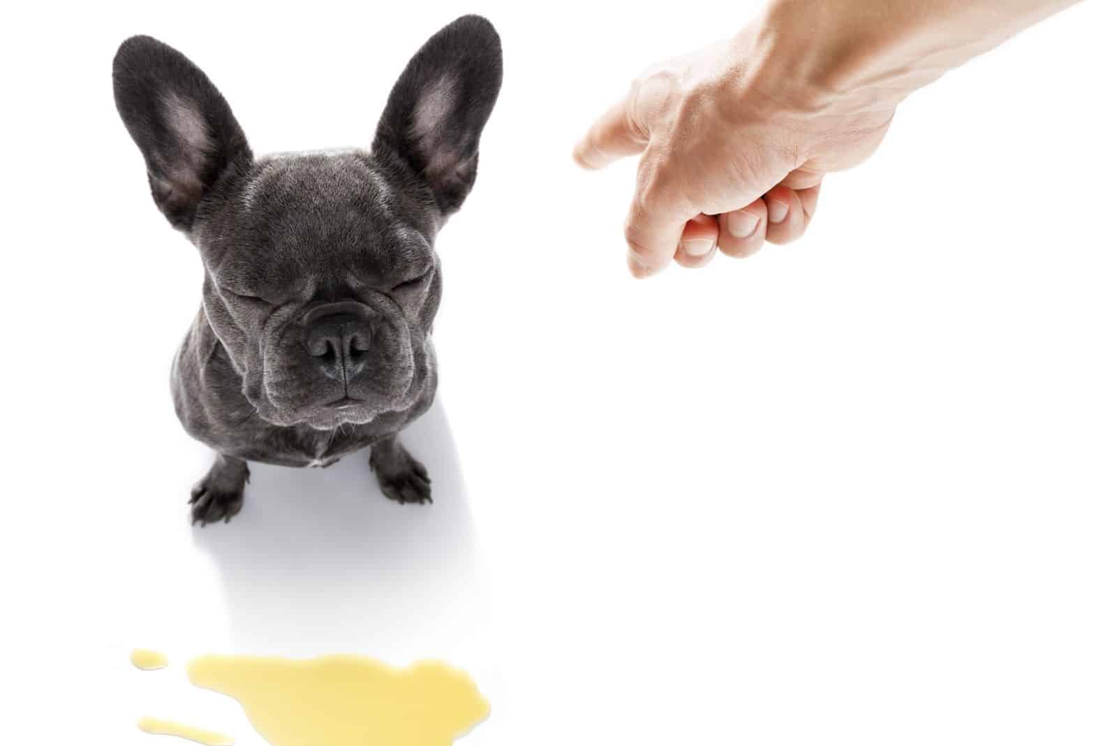 french bulldog dog being punished for urinating on the floor