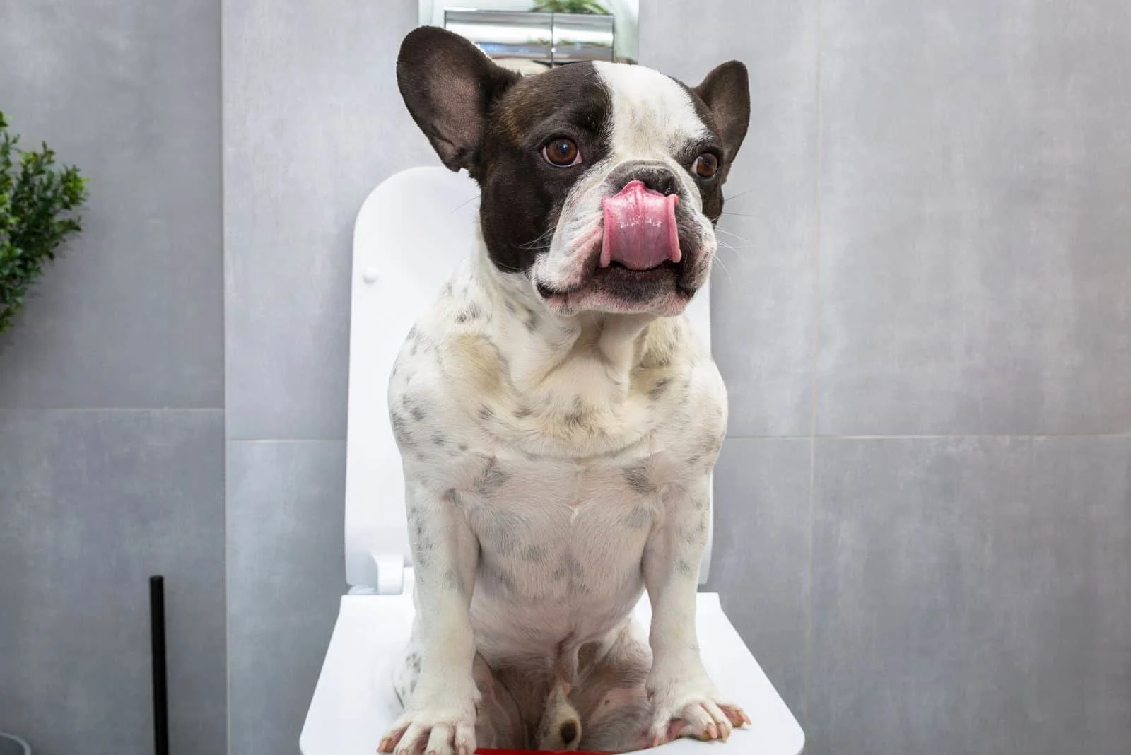 french bulldog licking its mouth while sitting on the toilet bowl