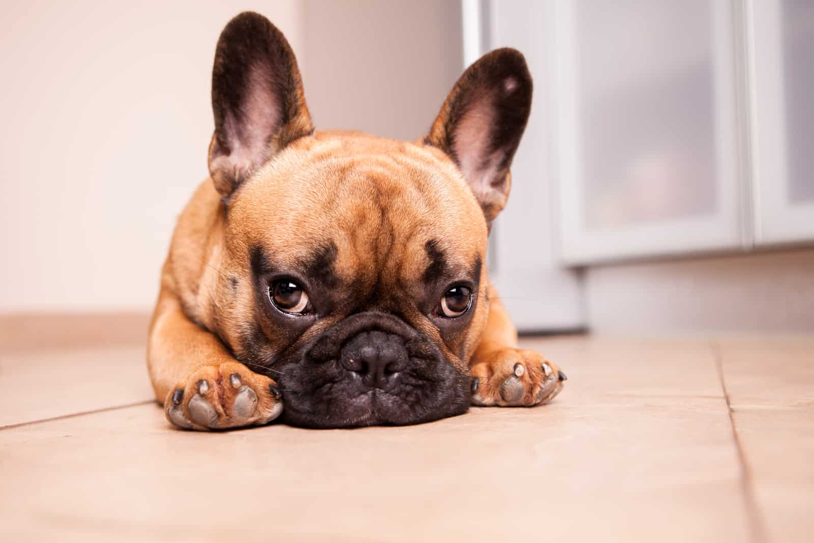 french bulldog lying on the floor