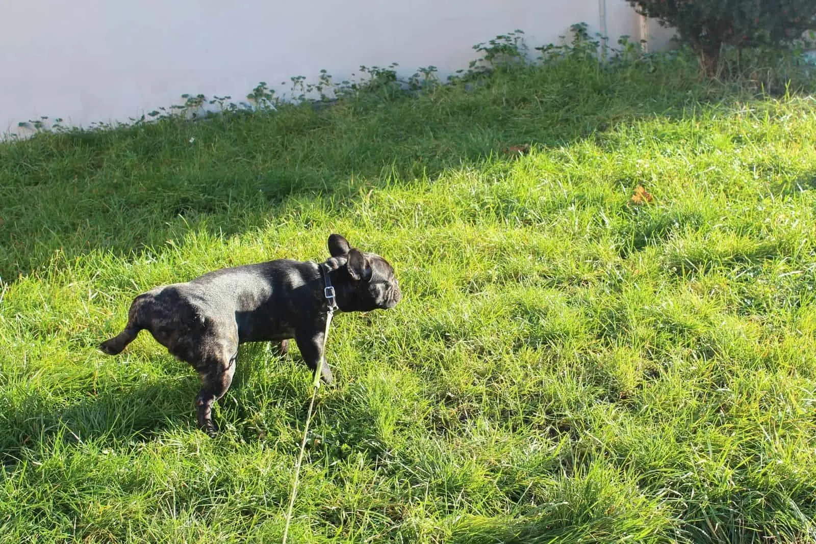 french bulldog peeing outdoors during the day