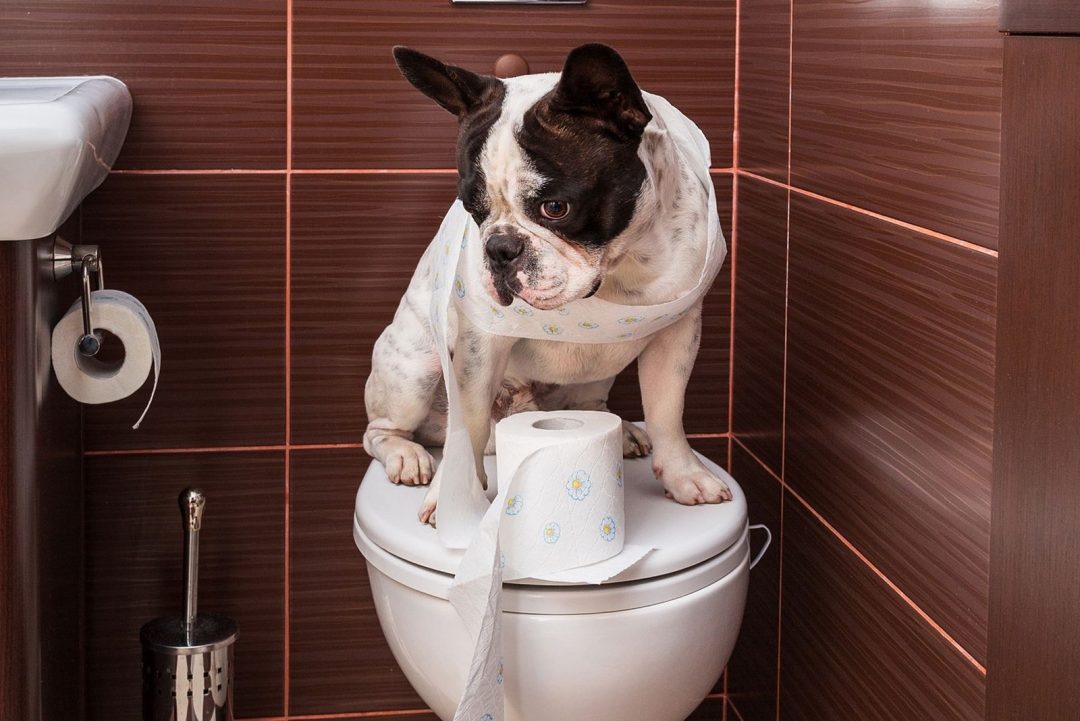 French Bulldog Potty Training How To Potty Train Like A Pro