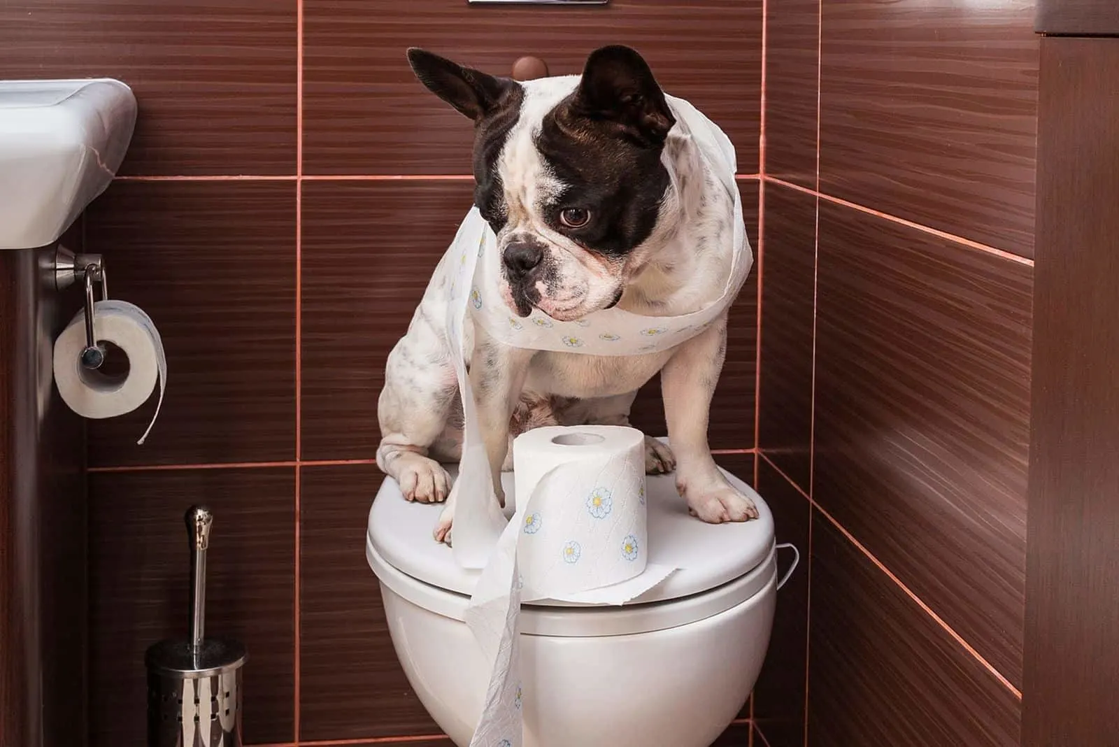 French bulldog standing on toilet at home