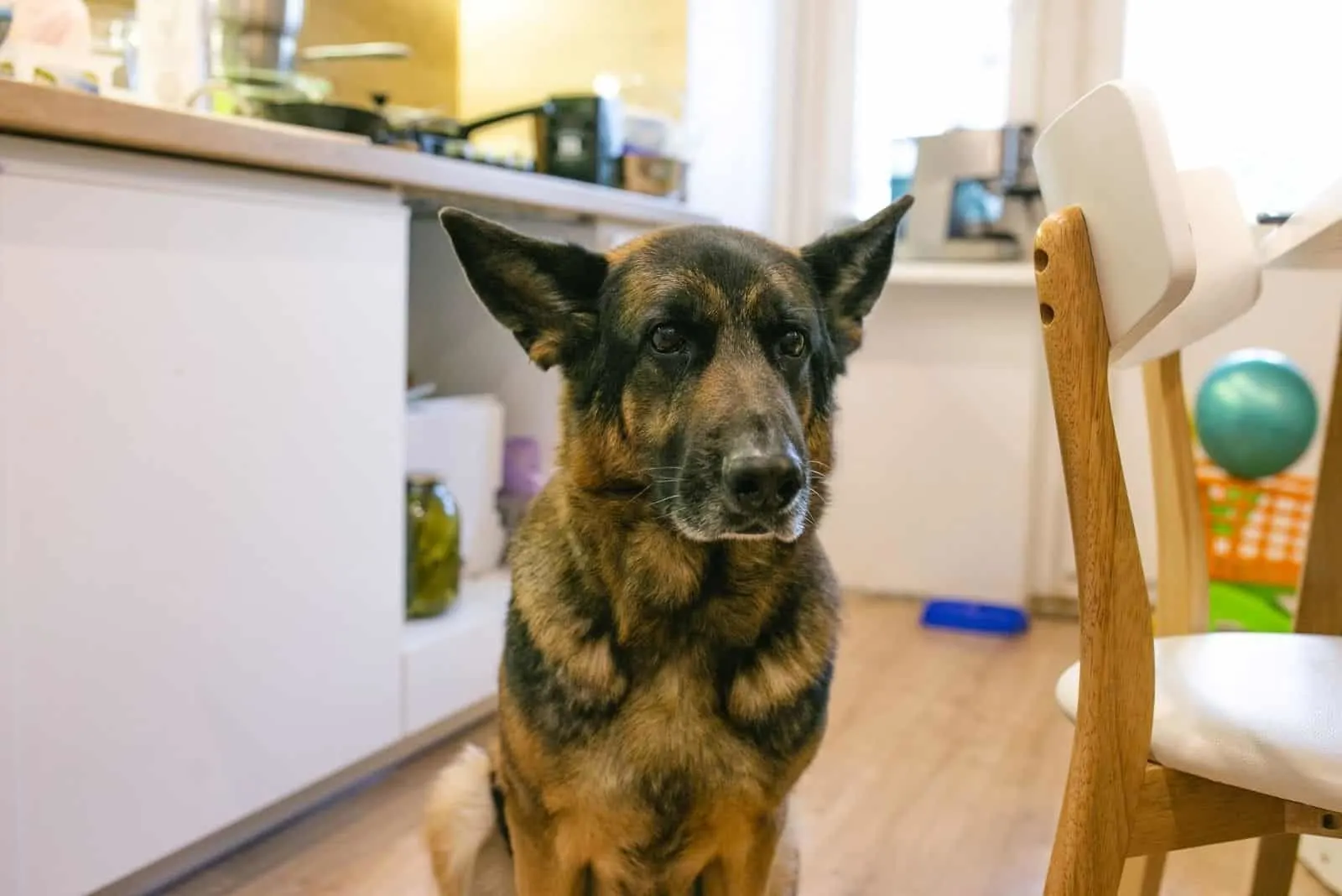 german shepherd at home in the kitchen