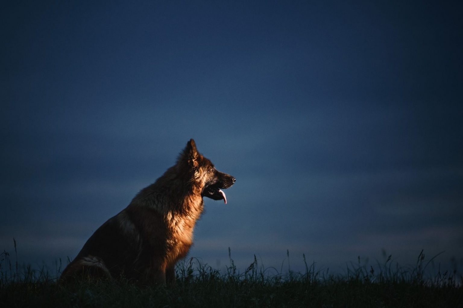 German Shepherd Howling 9 Causes And How To Prevent It