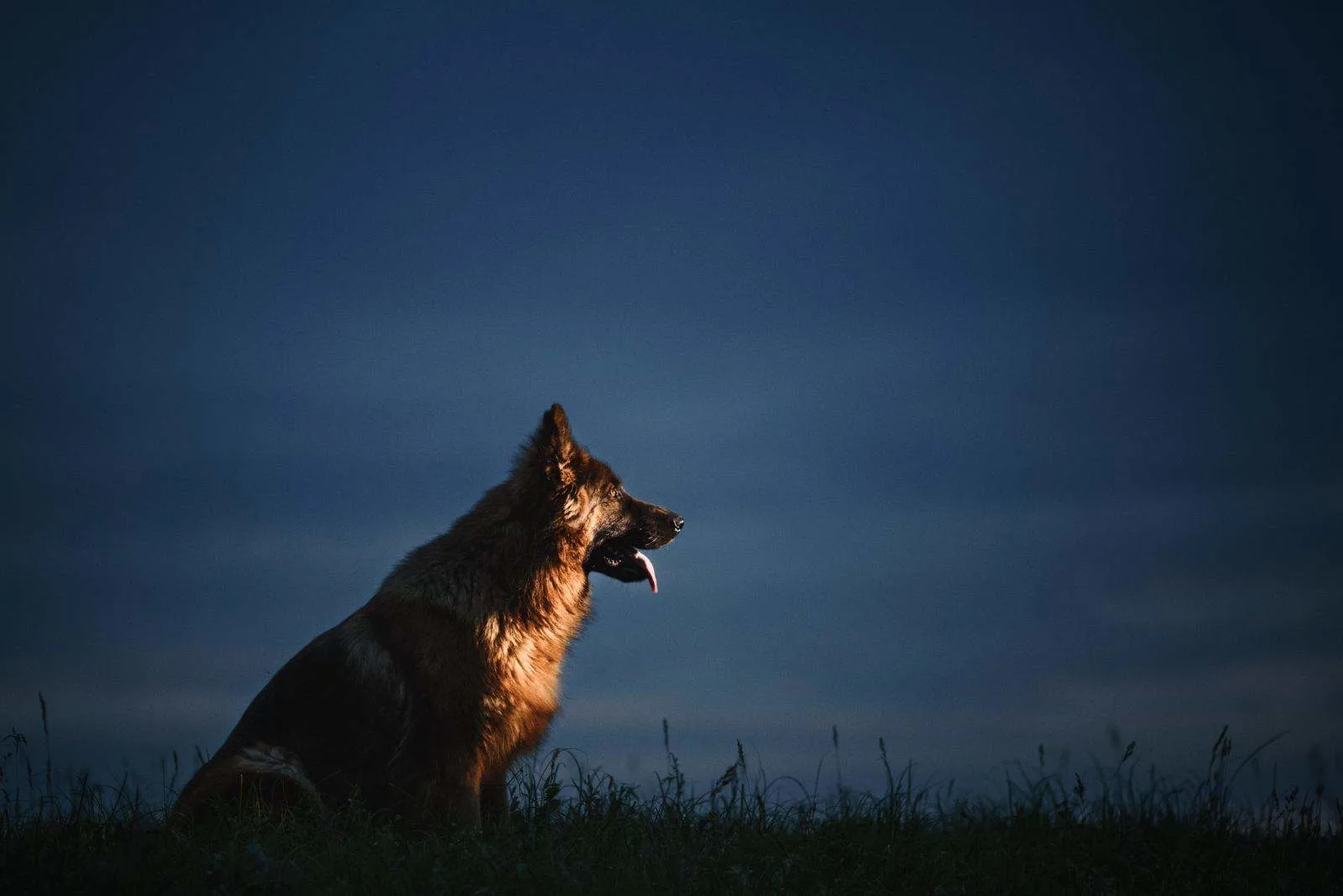 german shepherd at night sitting in sideview