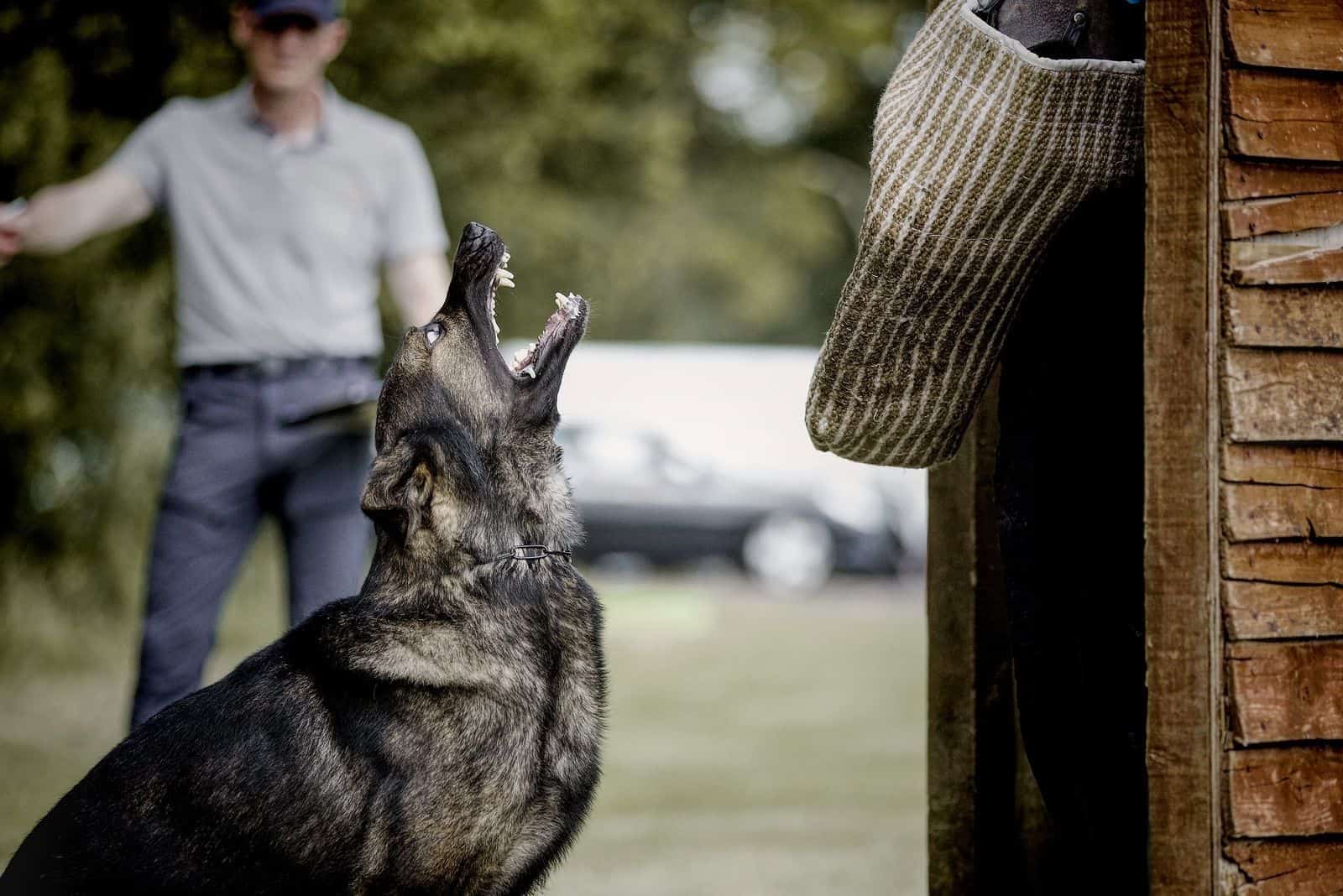 german shepherd barking or howling on blind hide