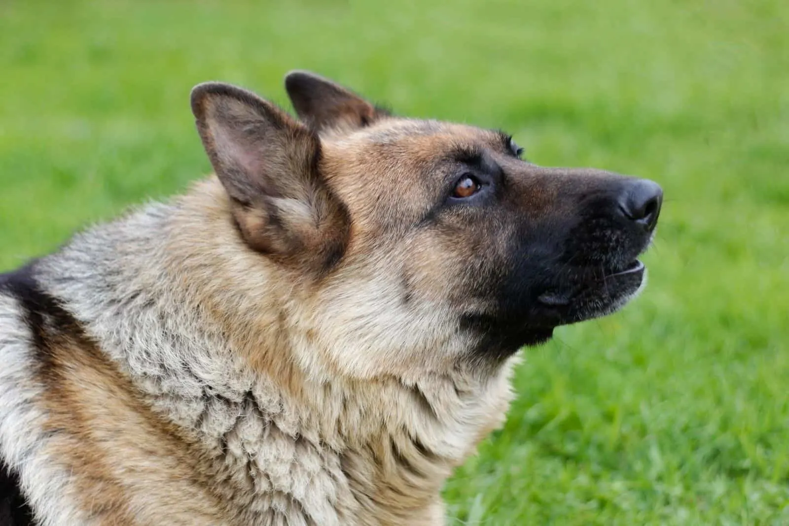 german shepherd howls in focus photography outdoors