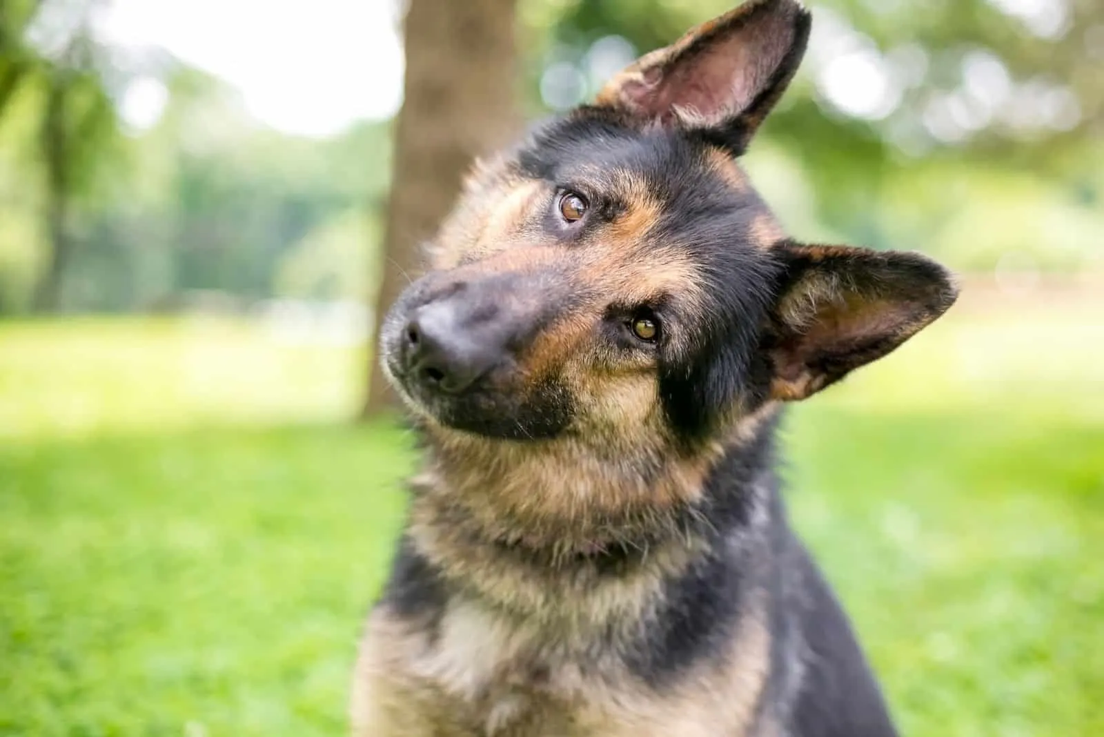 german shepherd listening to the sound raising his ear up sitting outdoors