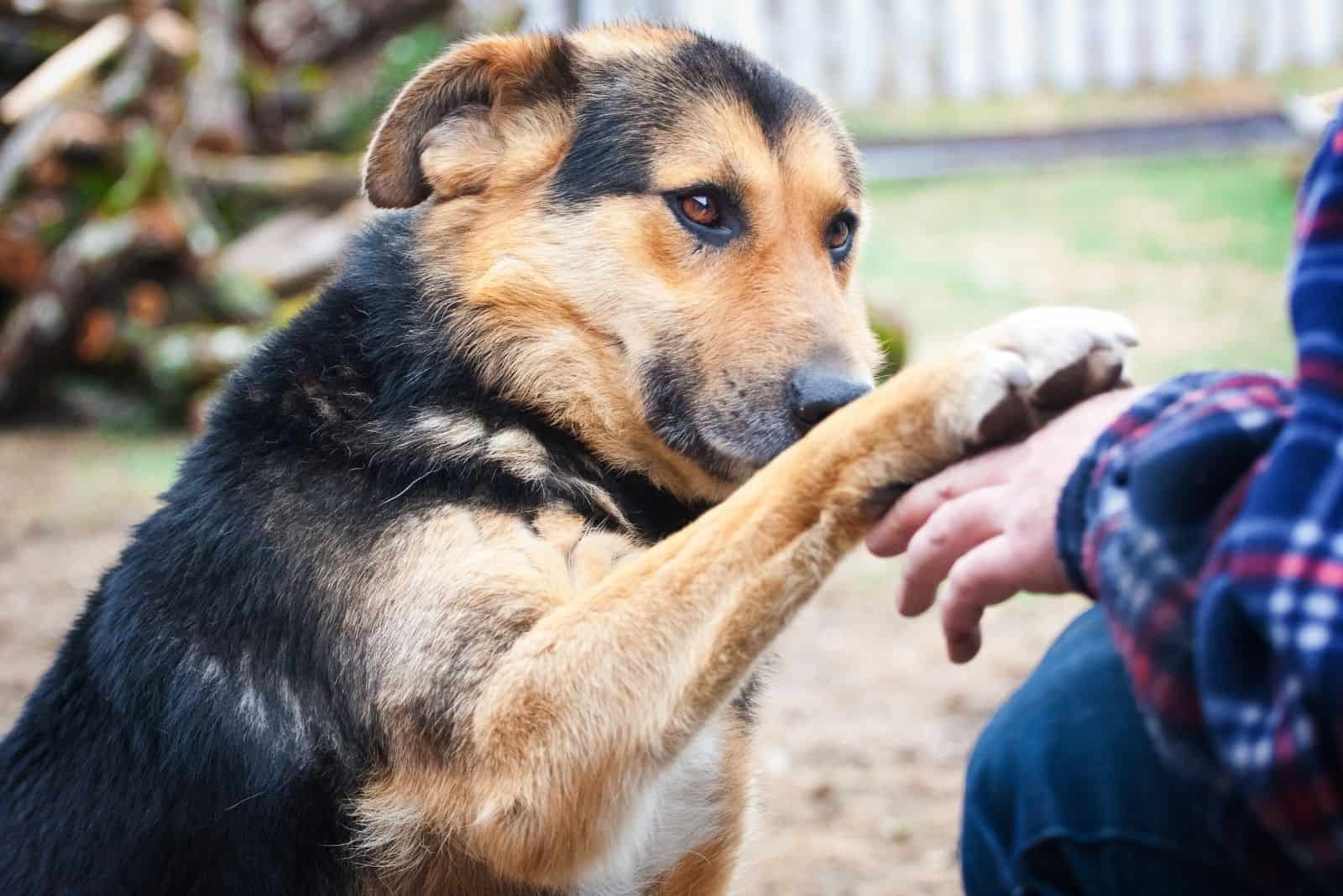 german shepherd mixed dog giving a paw to the owner