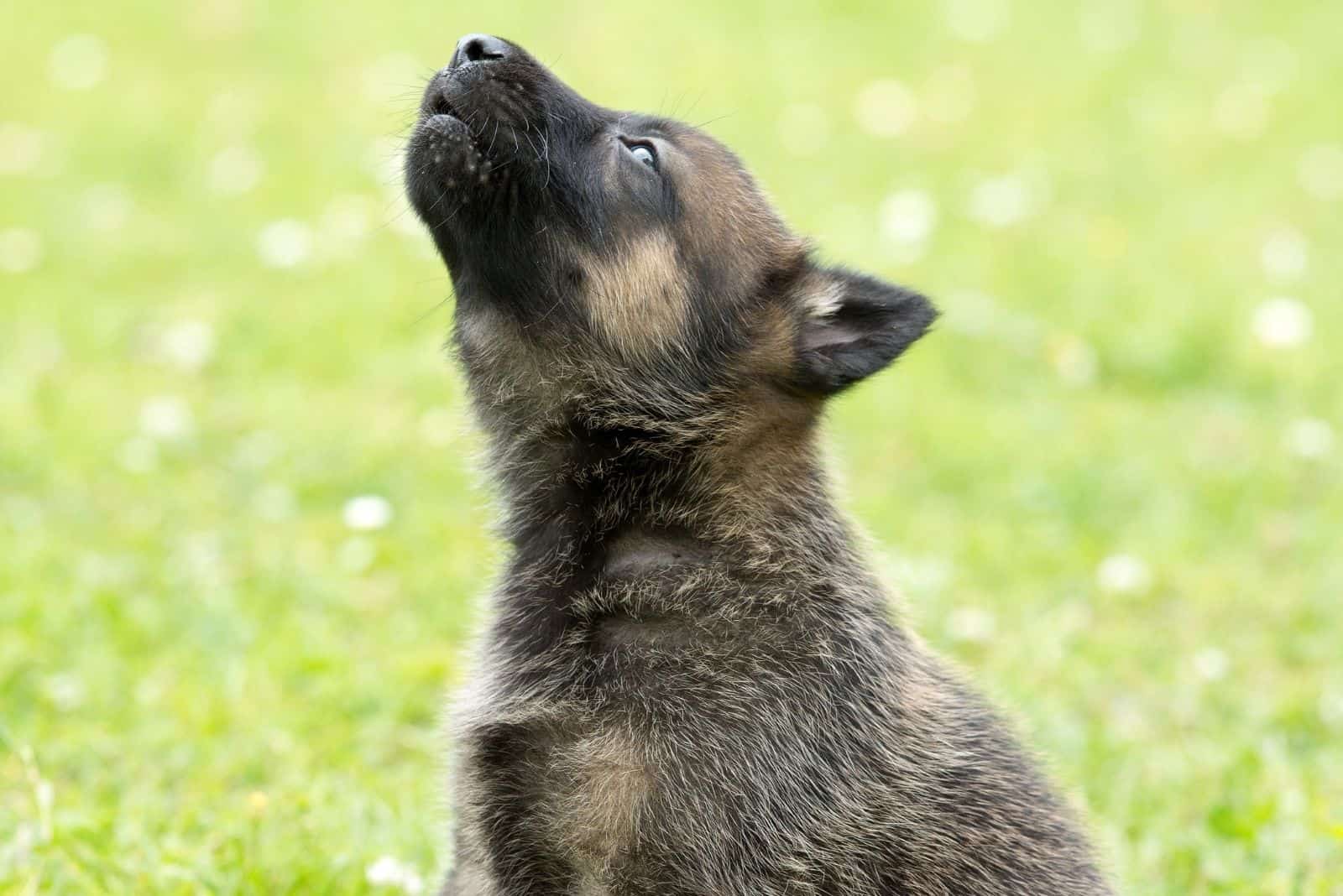 german shepherd puppy howling outdoors