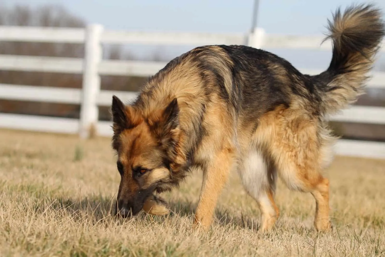 german shepherd sniffing on the ground with dry grasses