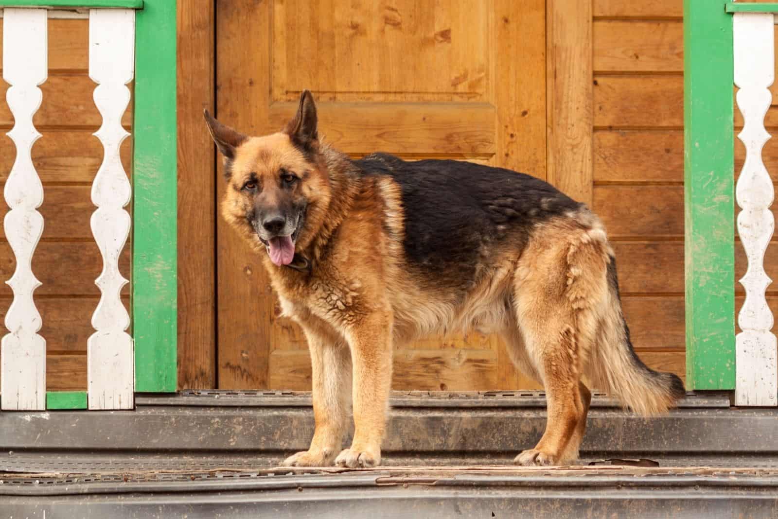 german shepherd standing at the porch of the house