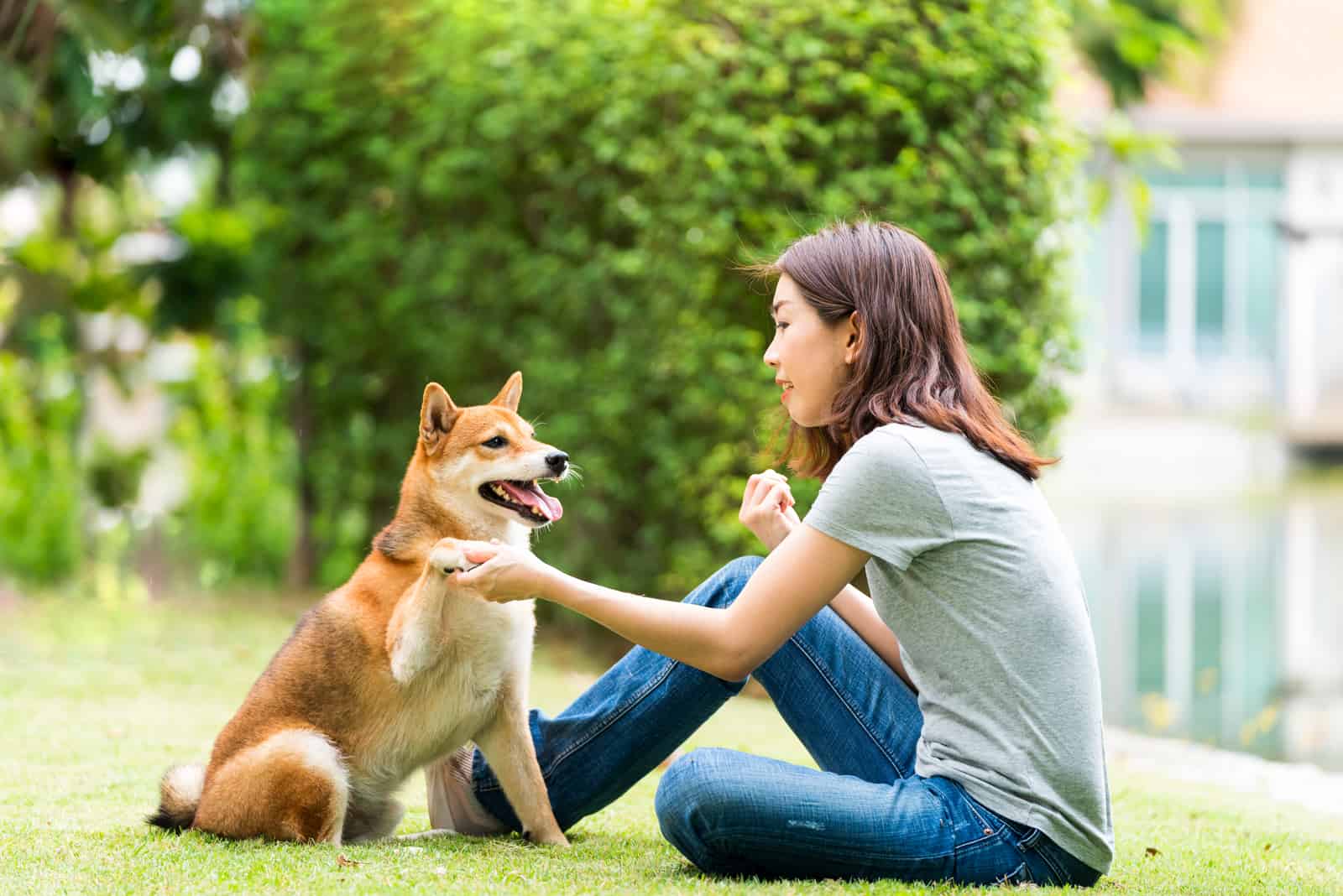 girl plays with the Shiba Inu dog in the backyard