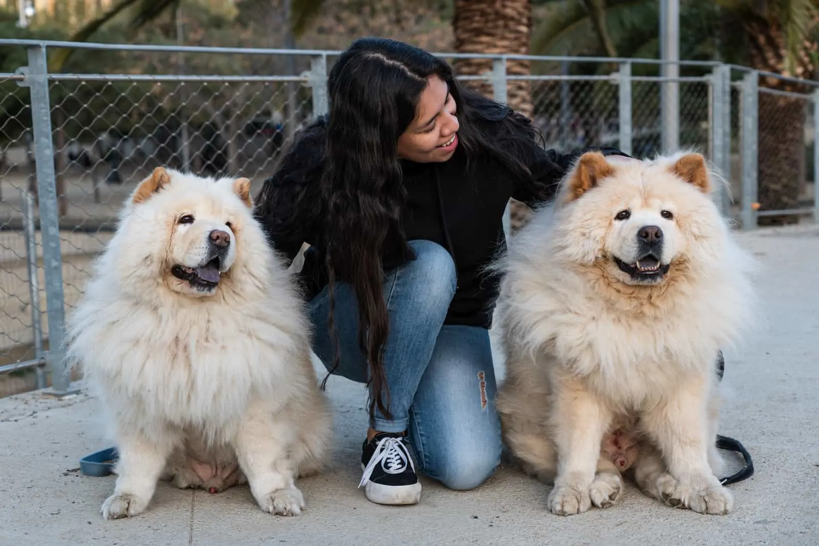 girl with two chow chow dogs in the park