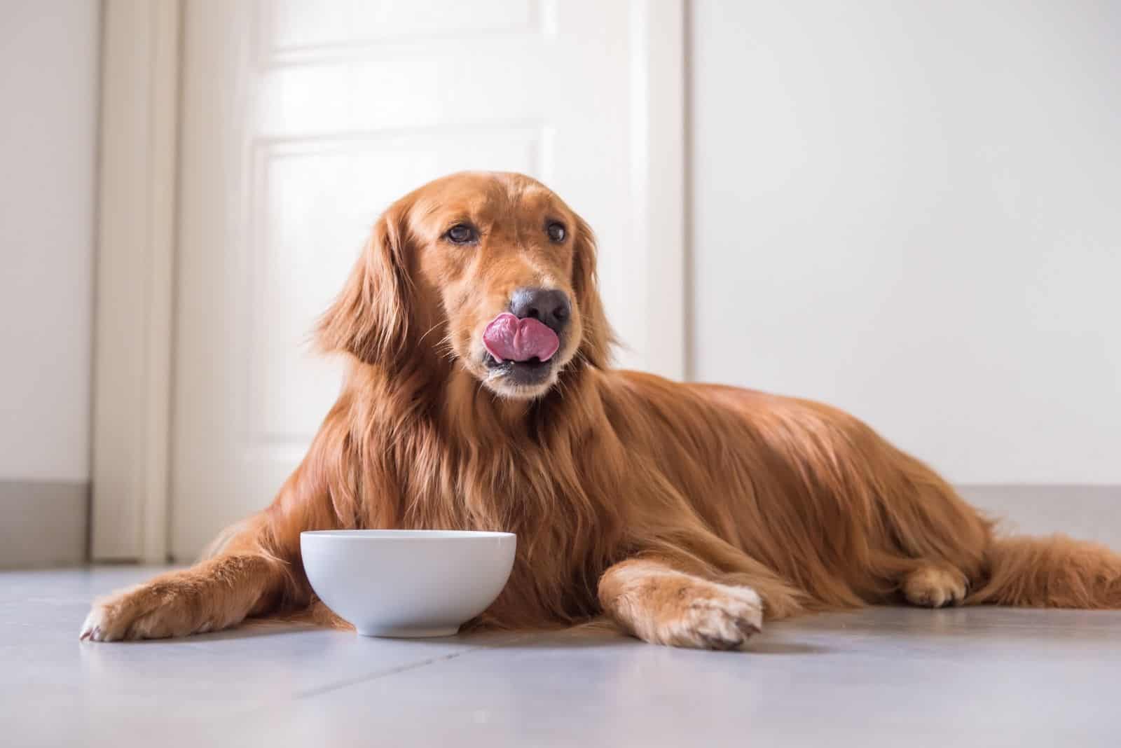 golden retriever licking his mouth after eating from a bowl