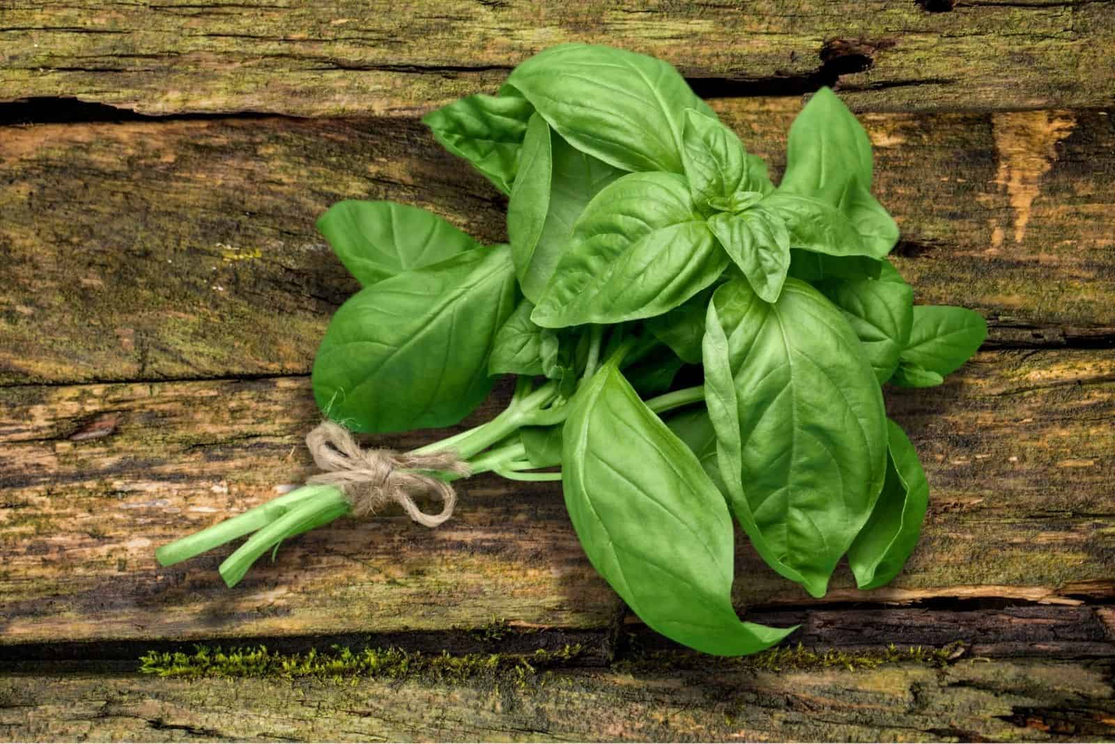 green basil leaves on wooden desk