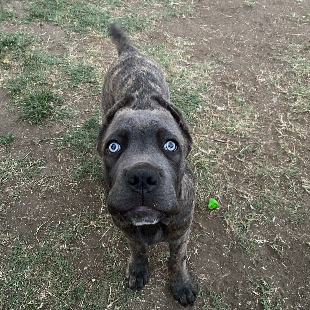 12 Cane Corso Colors An Array Of Stunning Shades