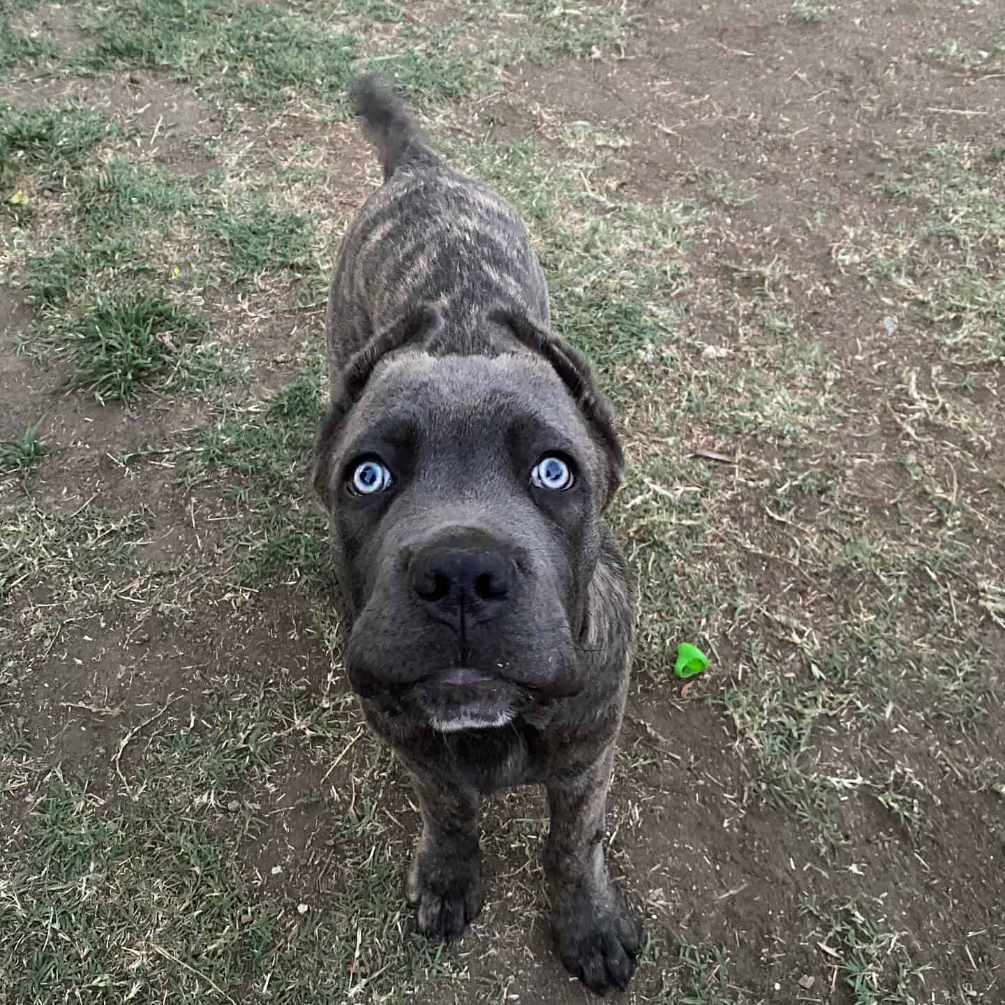 grey brindle cane corso