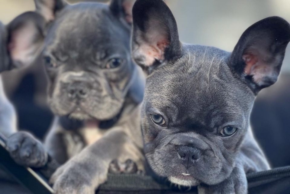 How Much Are French Bulldogs Why Are These Cuties So