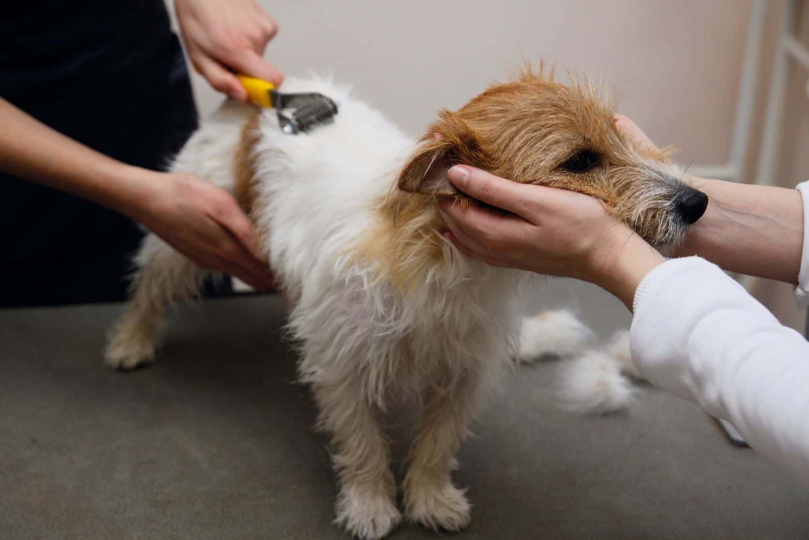 groomed Jack Russel Terrier getting groomed in the clinic