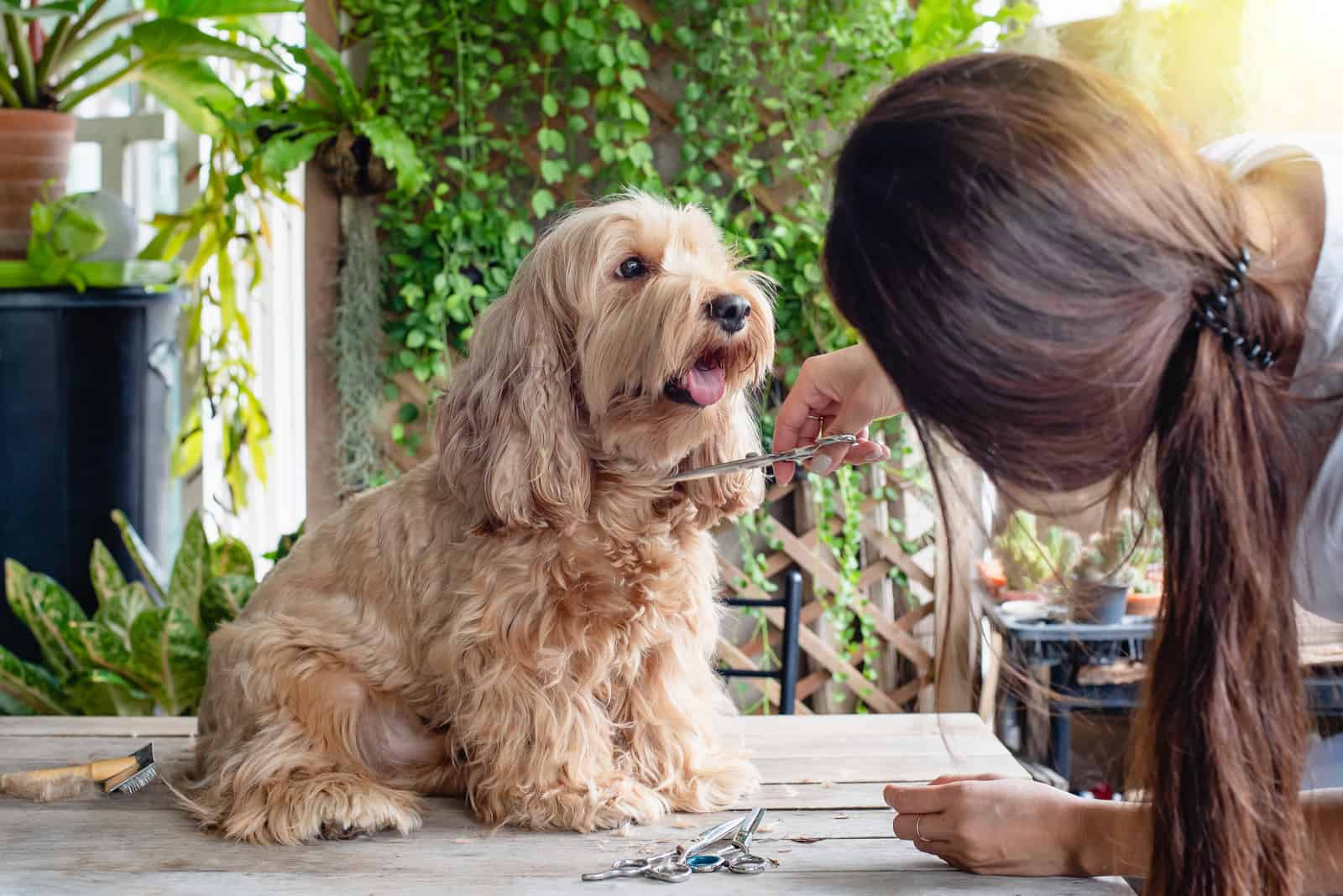 groomer use scissors to cut pet hair on the table