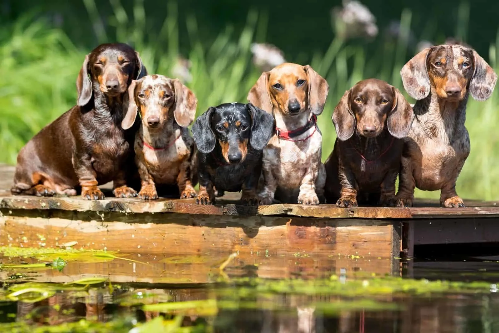 group dog dachshund sits by wooden platform near the water