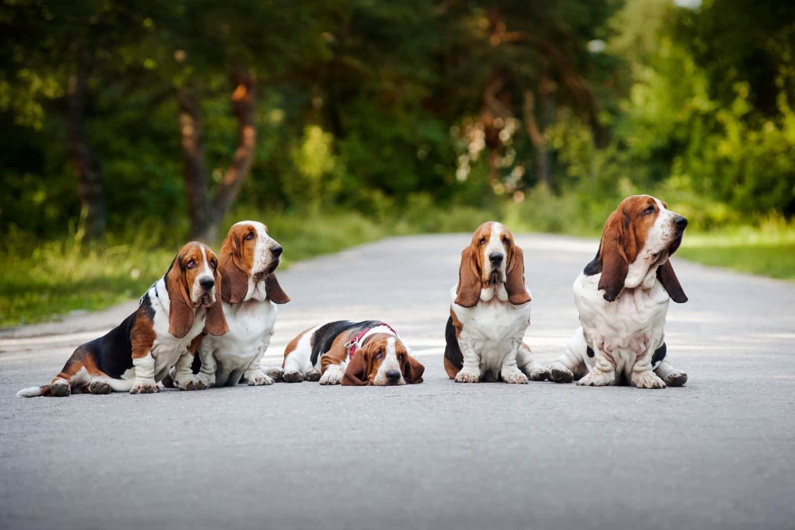 group of dogs basset hound lining up across the road