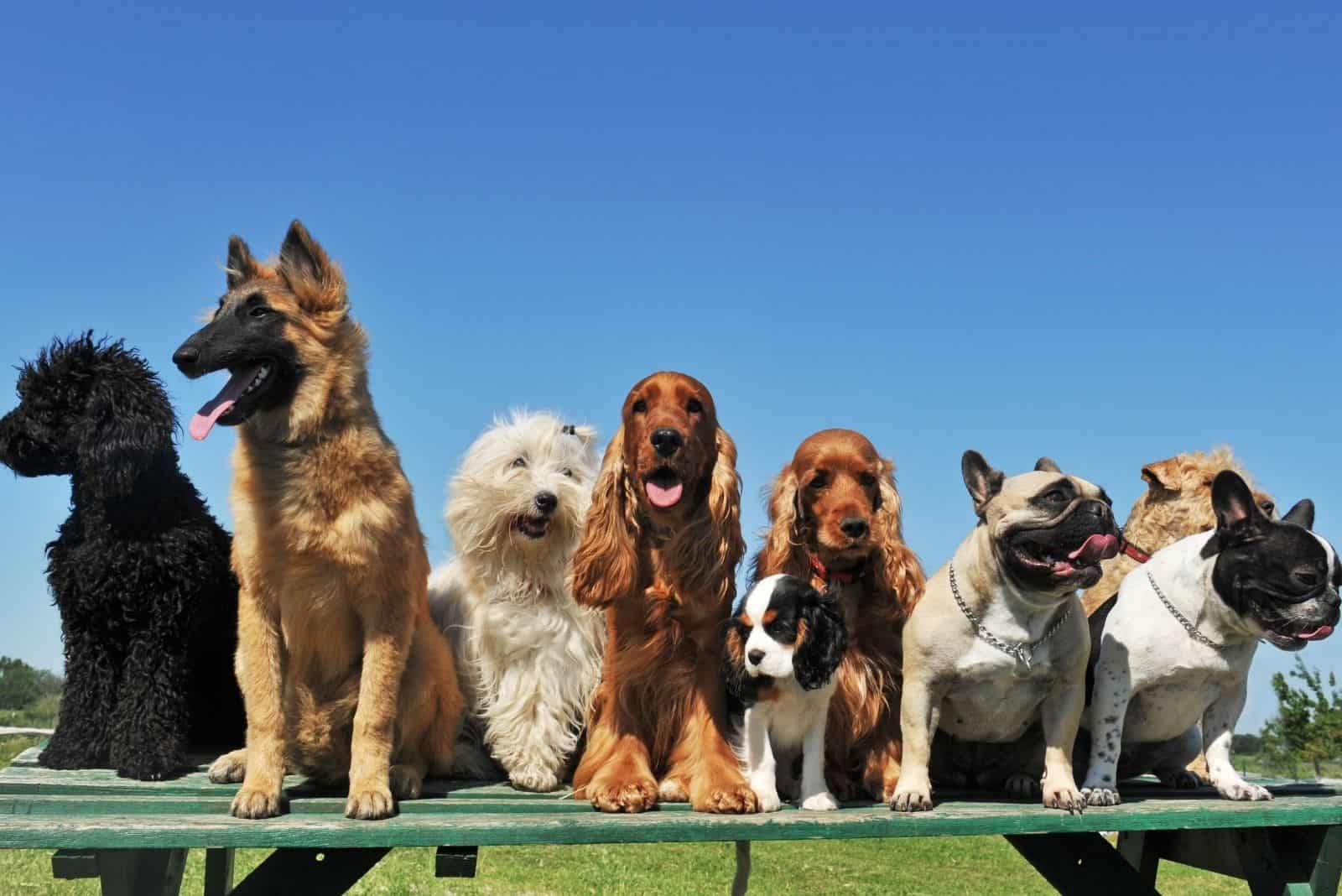 group of purebred dogs lining up in the table outdoors