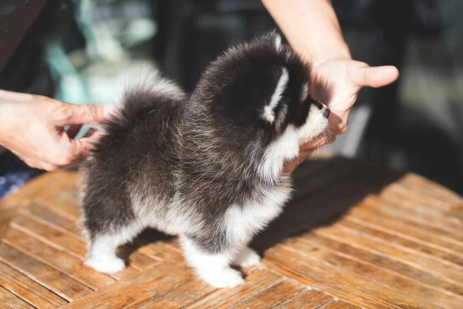 gucci teacup pomsky