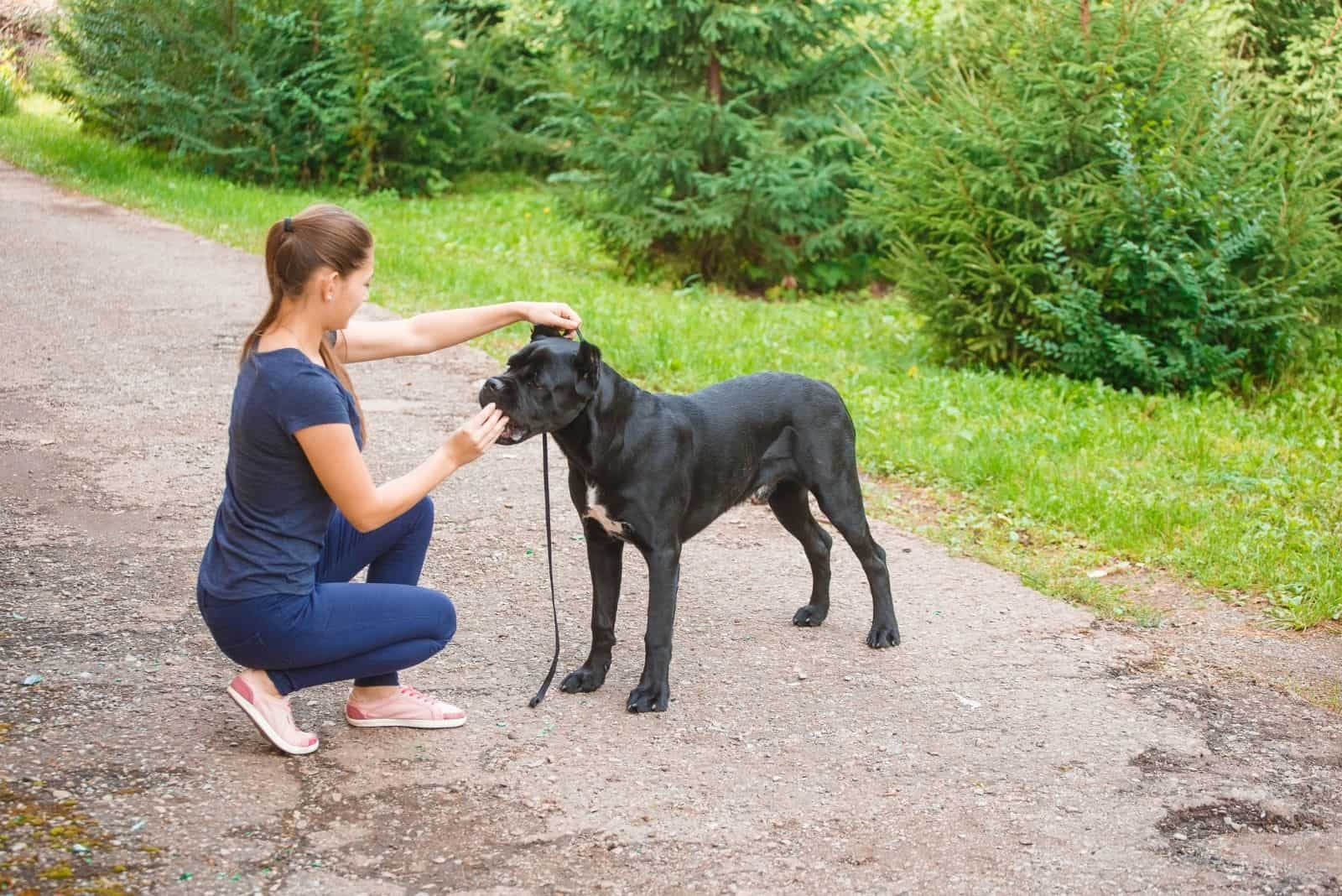 handler with a dog cane corso italian in the park 